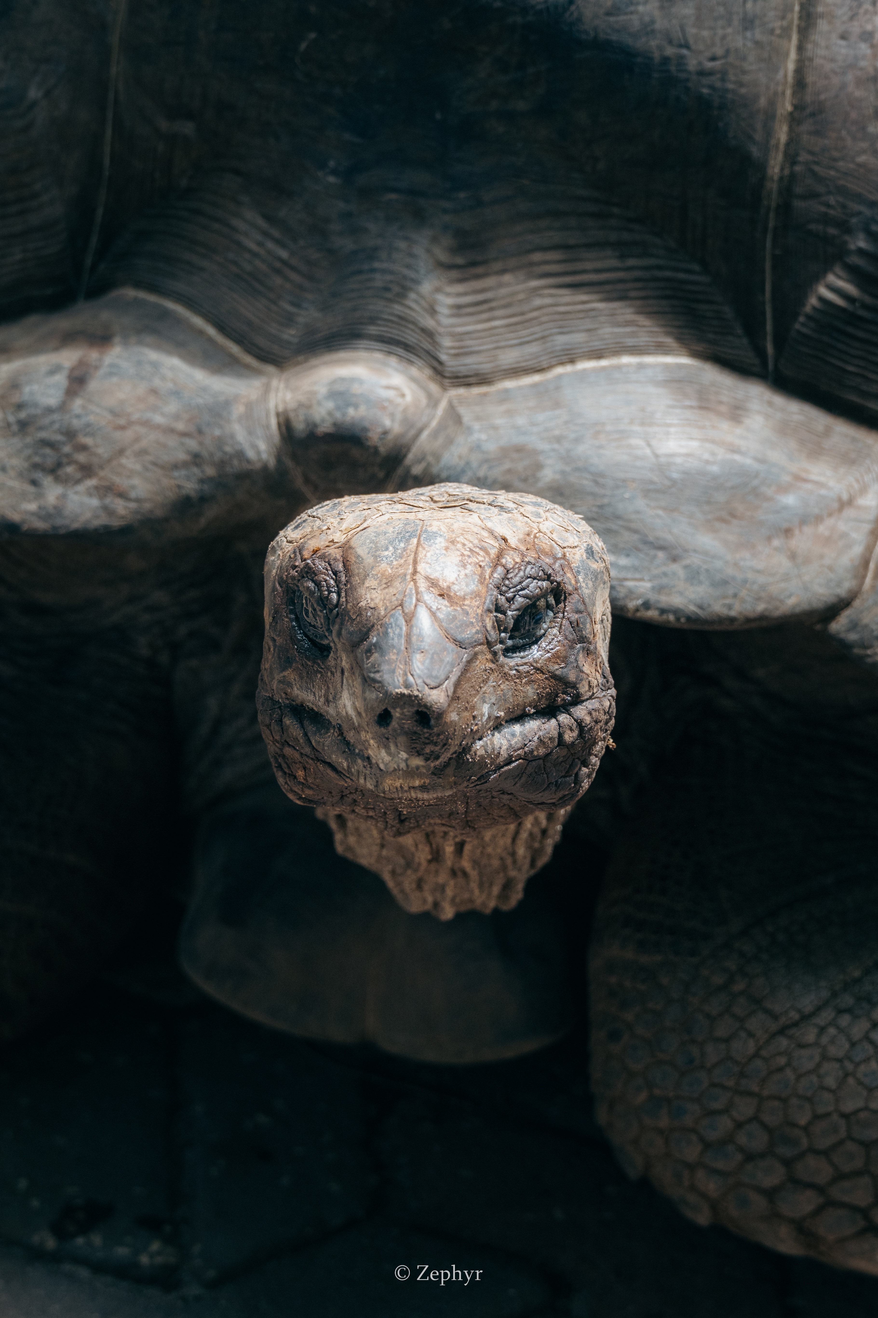 ʯͷ ɣ项̹ɣɣͶ Park Hyatt Zanzibar Tanzania, Park Suite