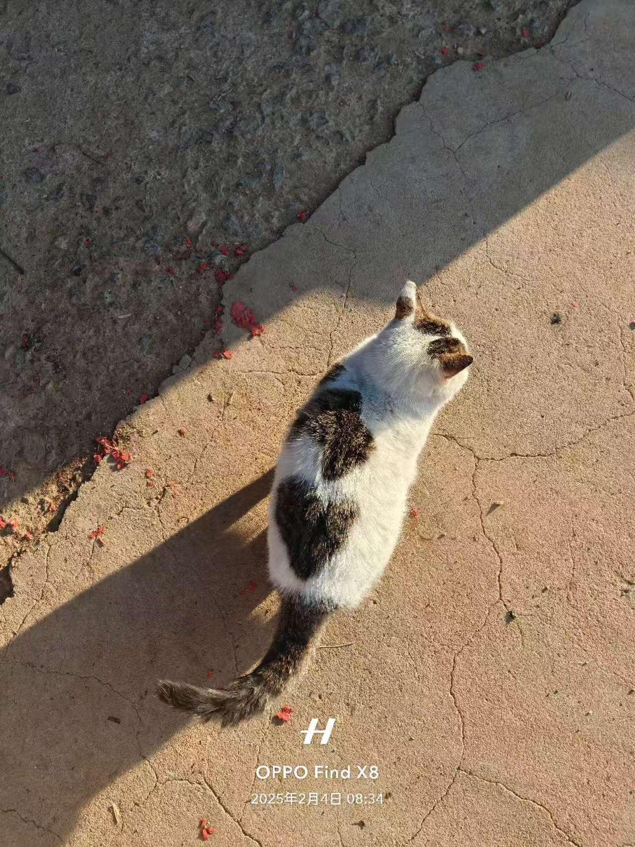 ۿ