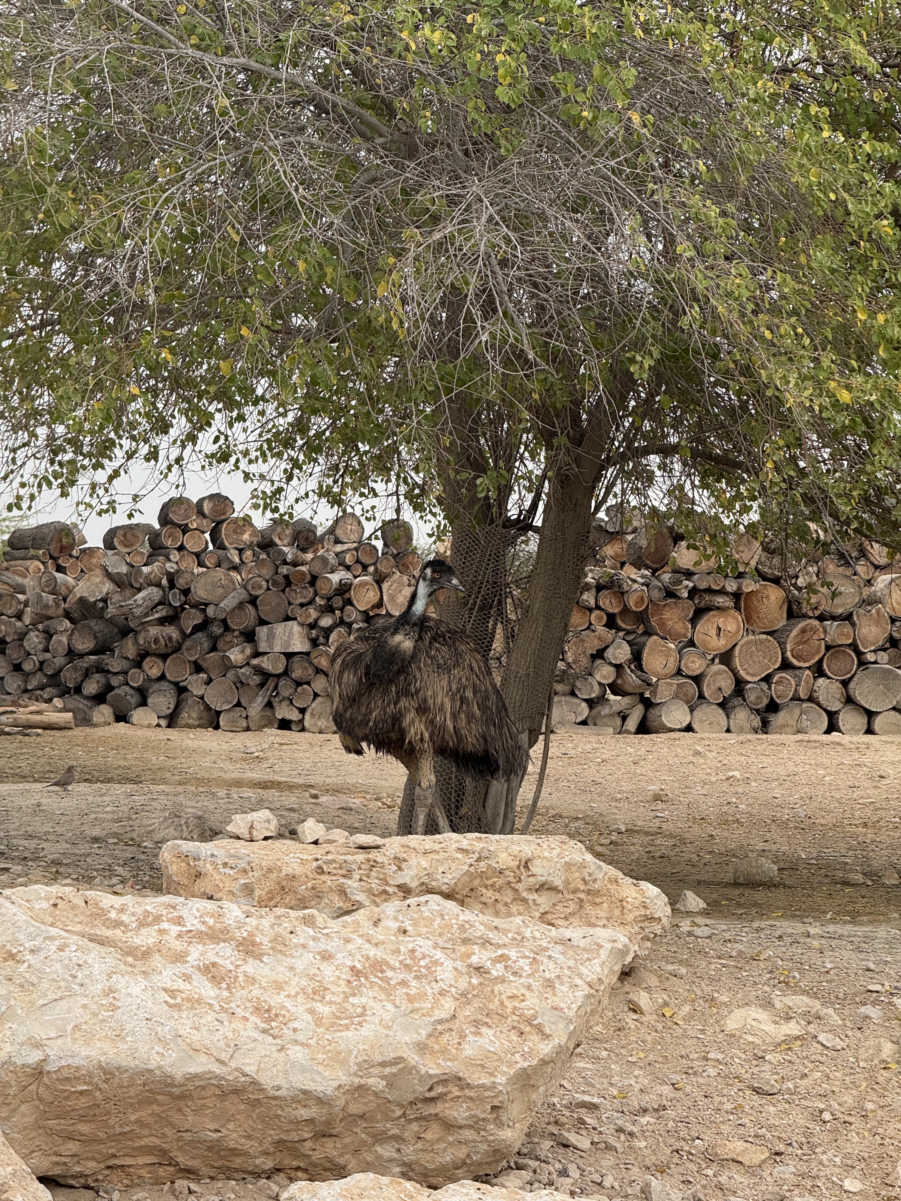 ͼpool villaAl Samriya;Ӿر Autograph Collection, Doha