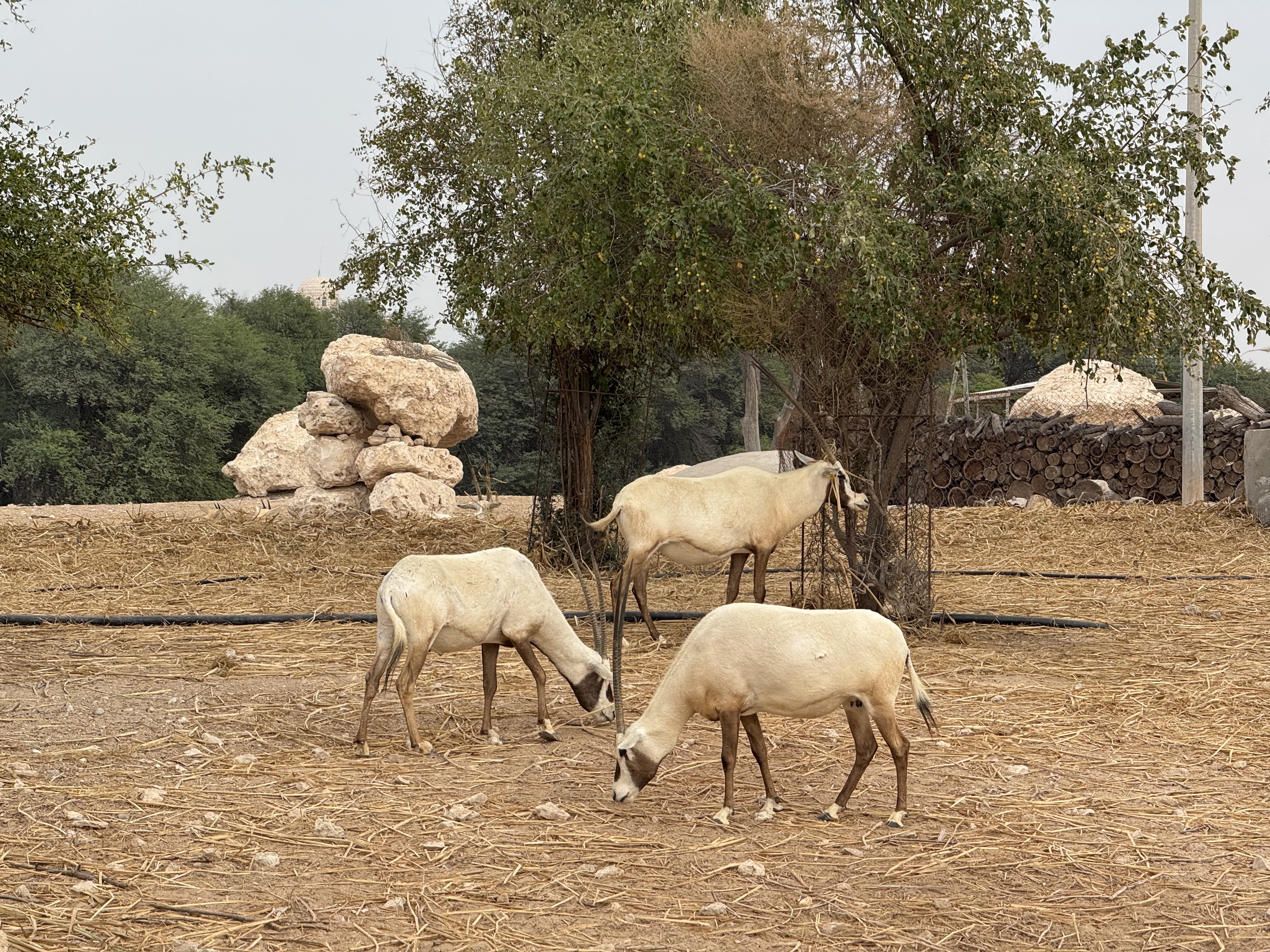 ͼpool villaAl Samriya;Ӿر Autograph Collection, Doha