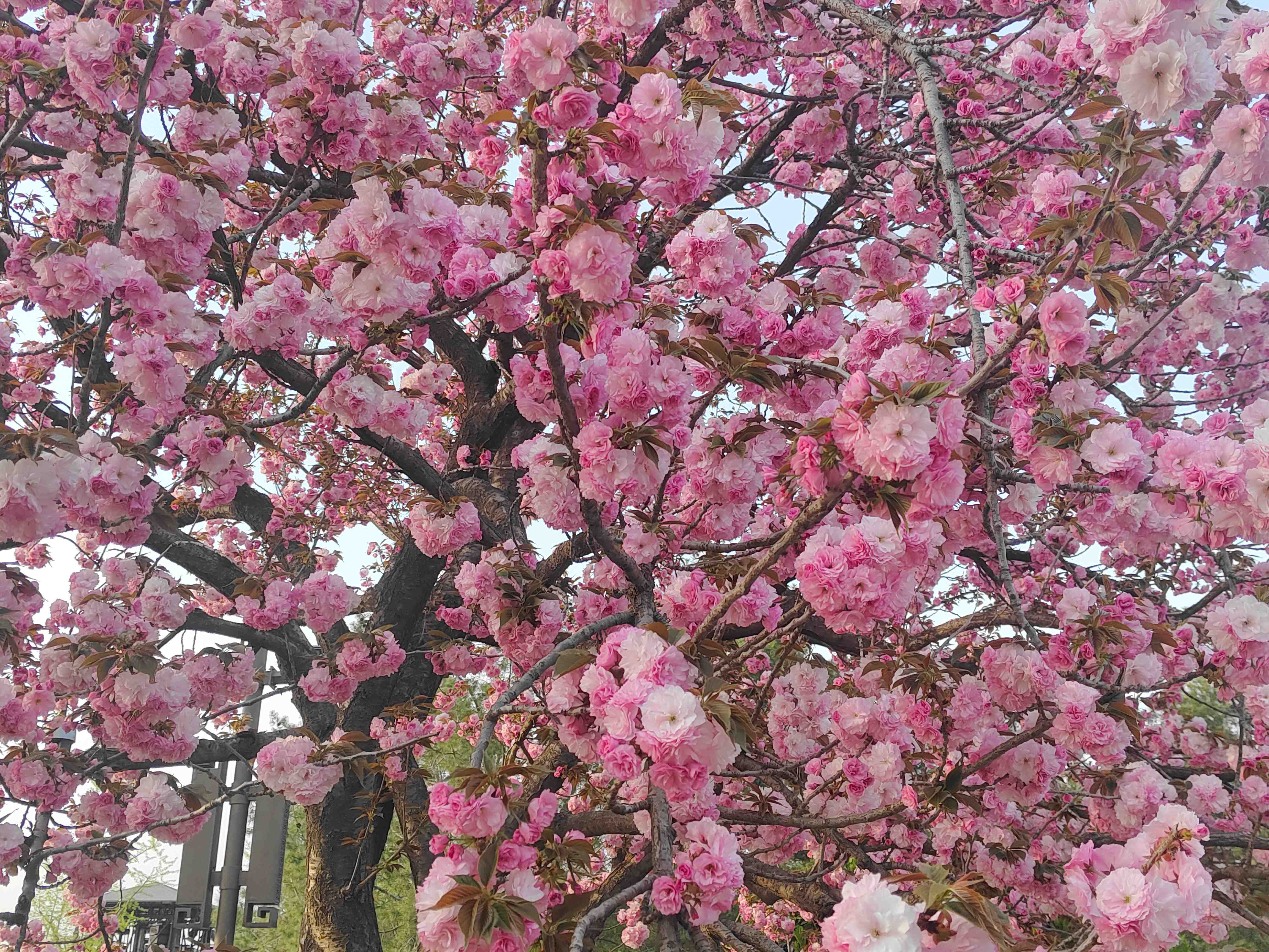 ӣϲ