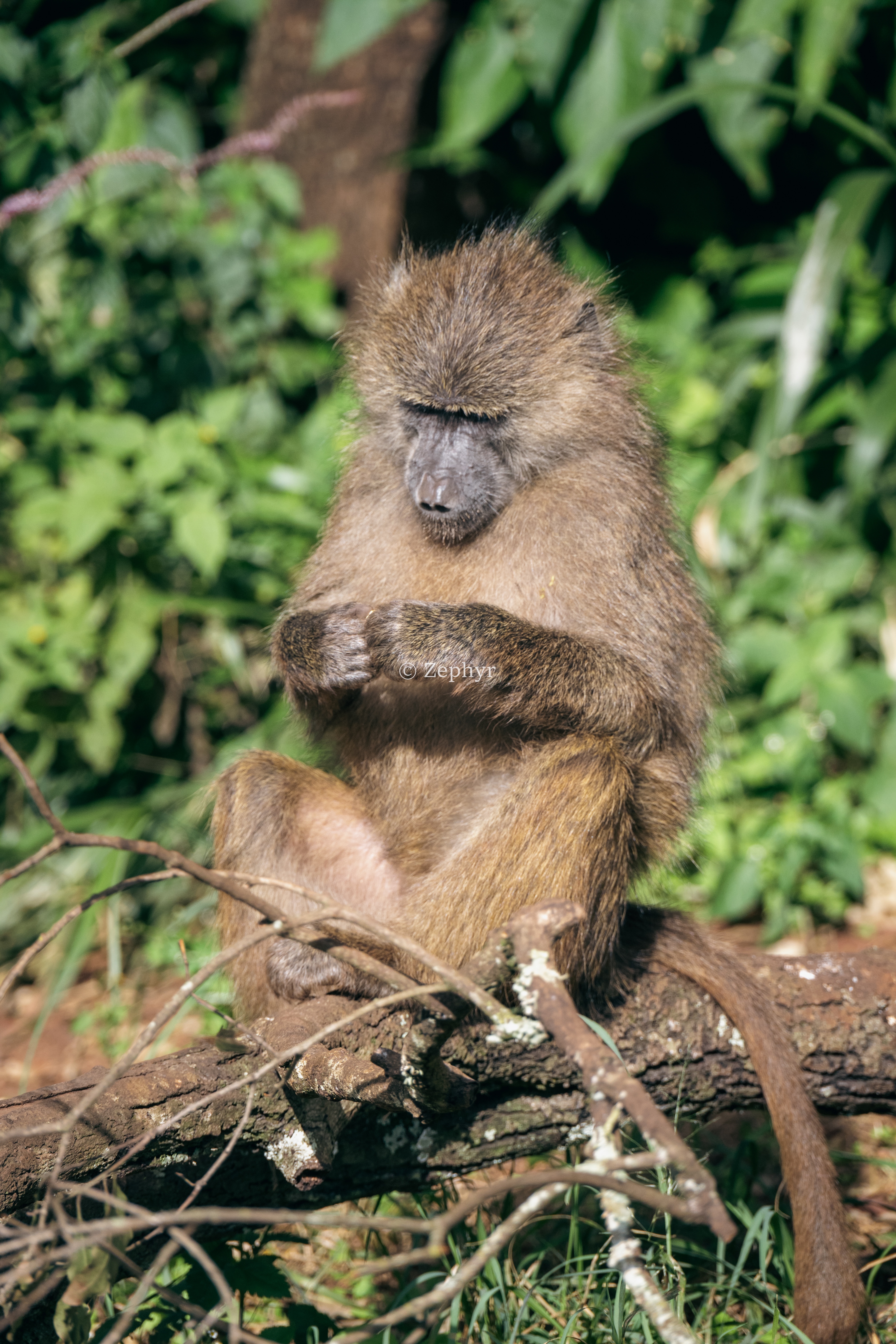 ̹ɣǶ޻ɽ۾Լ۱֮ѡSerena Safari Lodge NGORONGORO
