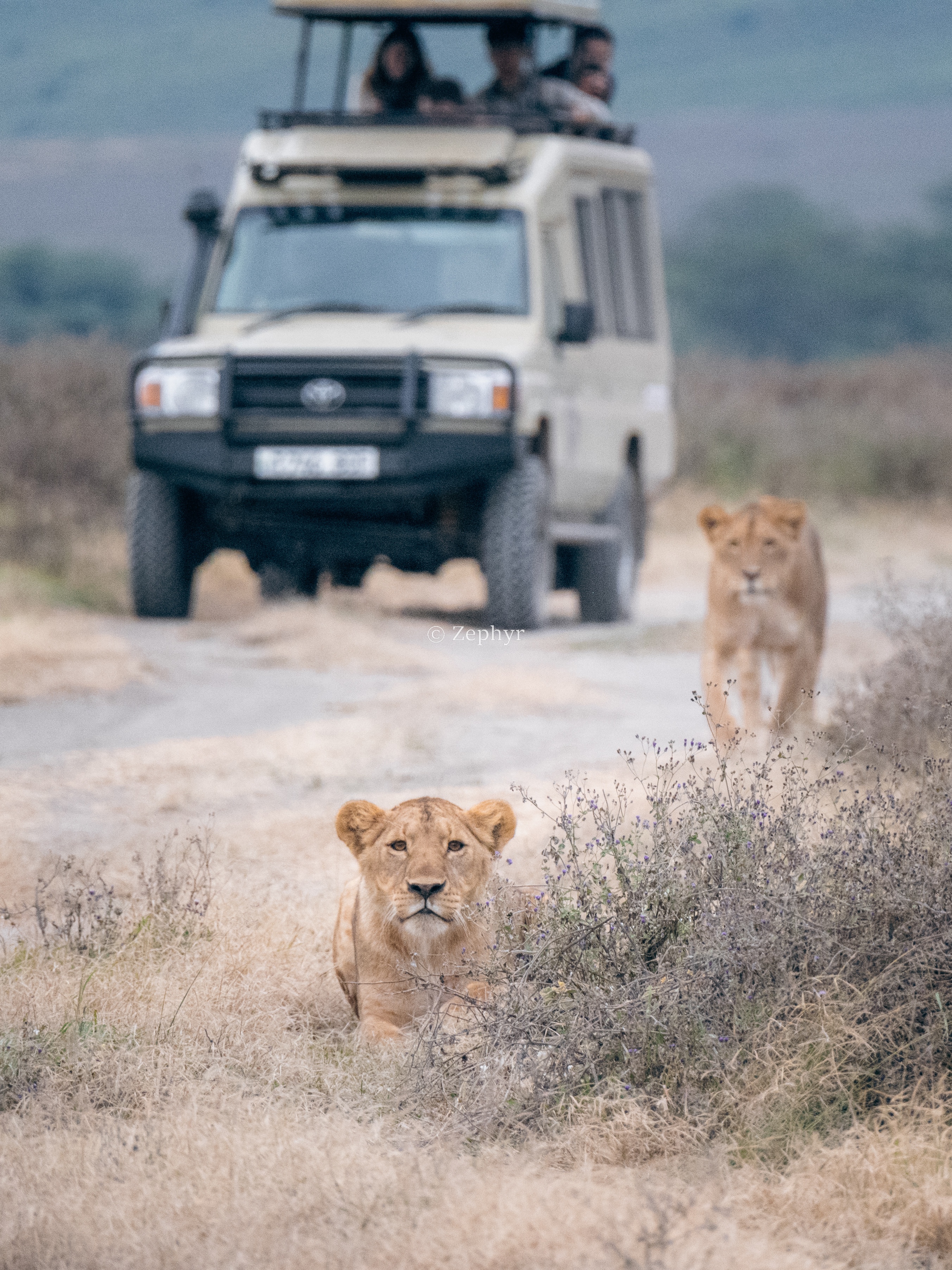 ̹ɣǶ޻ɽ۾Լ۱֮ѡSerena Safari Lodge NGORONGORO