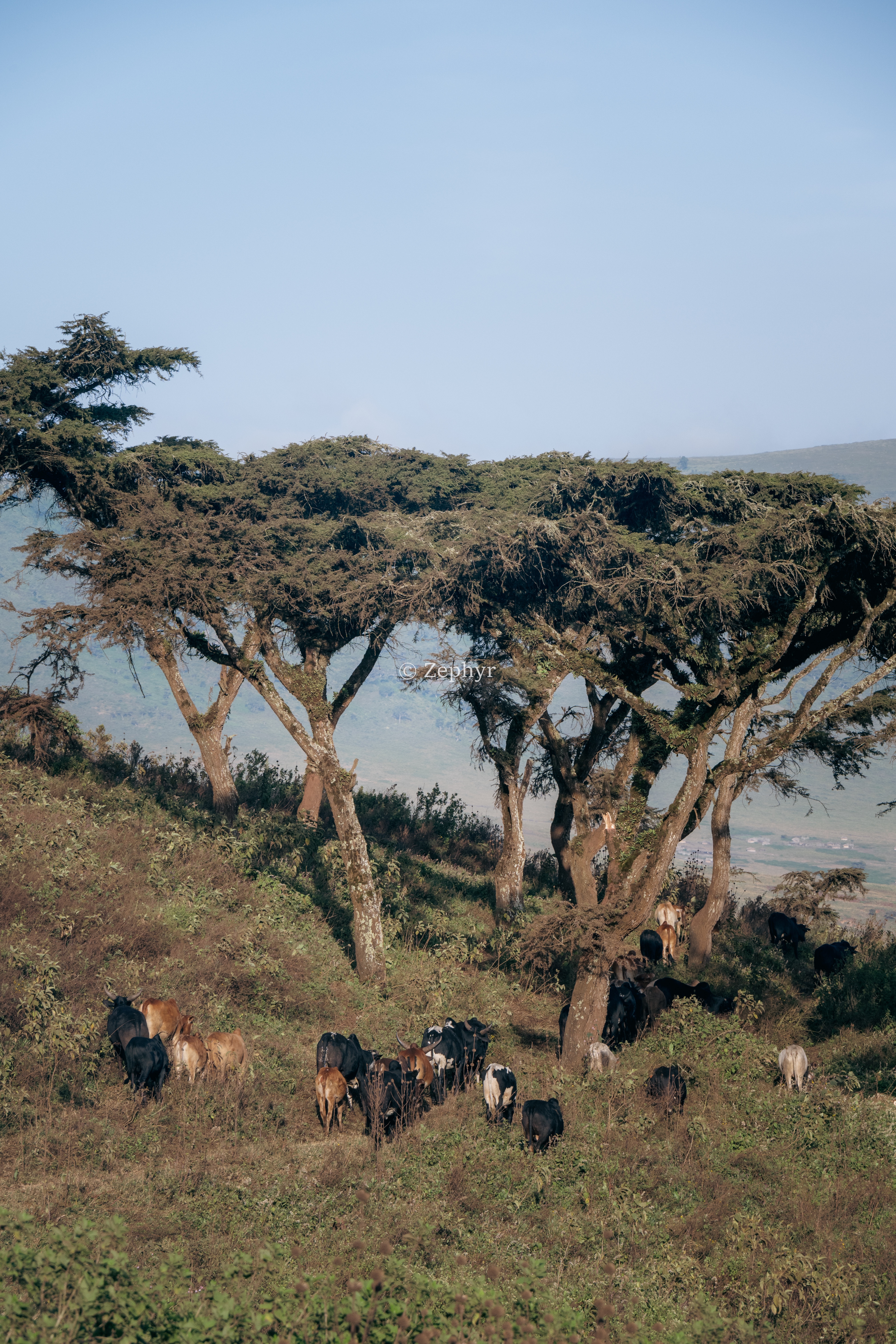 ̹ɣǶ޻ɽ۾Լ۱֮ѡSerena Safari Lodge NGORONGORO