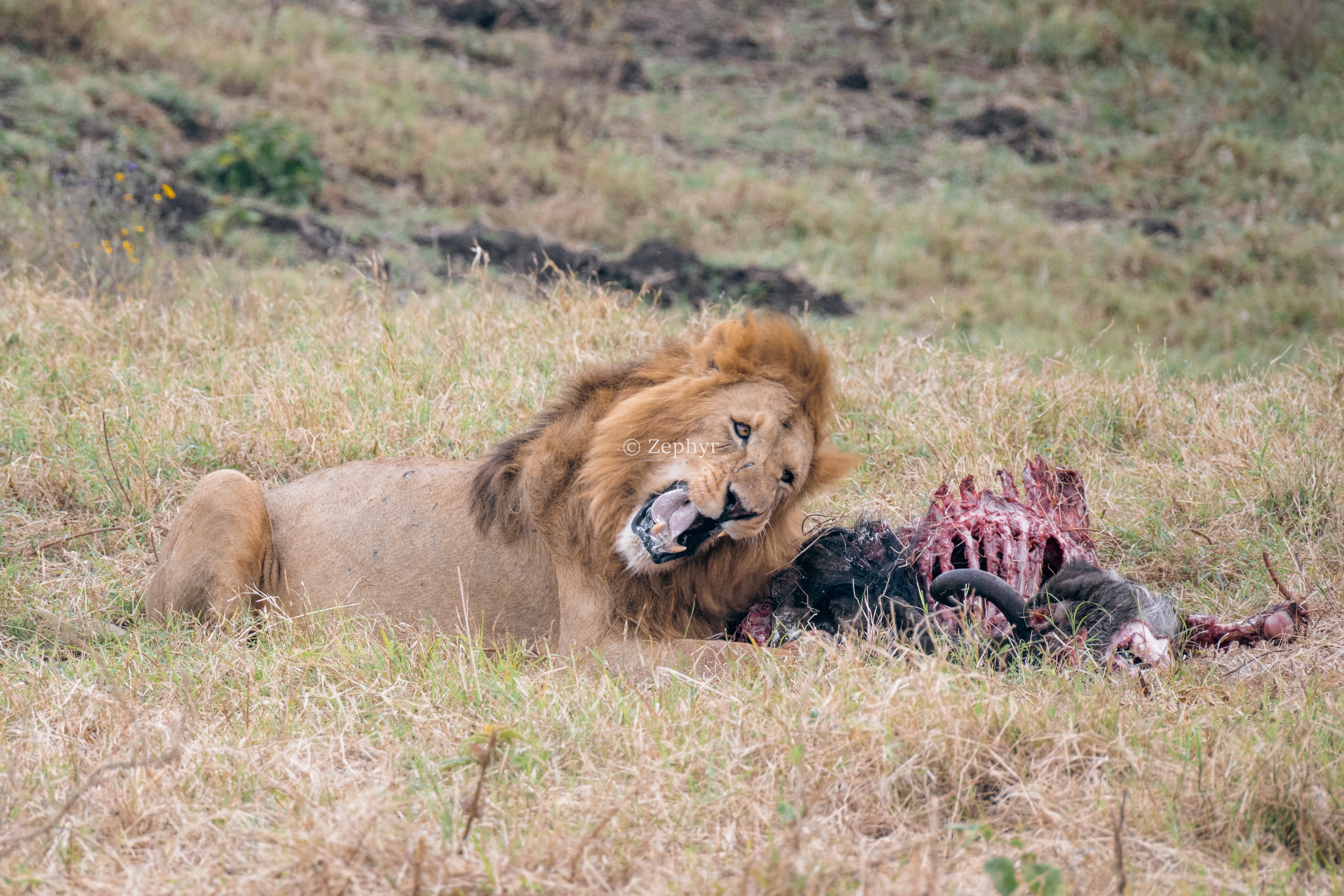 ̹ɣǶ޻ɽ۾Լ۱֮ѡSerena Safari Lodge NGORONGORO