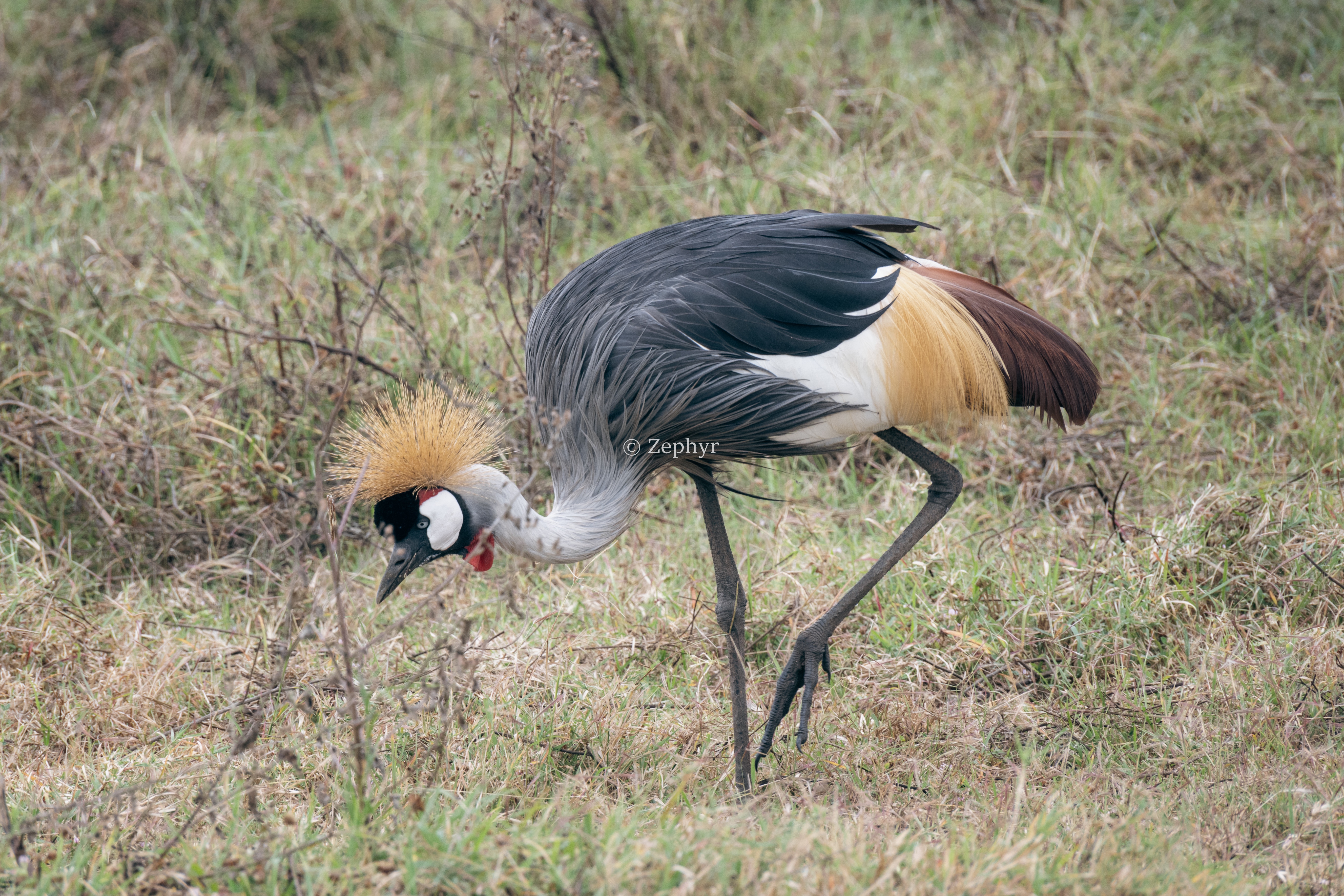 ̹ɣǶ޻ɽ۾Լ۱֮ѡSerena Safari Lodge NGORONGORO