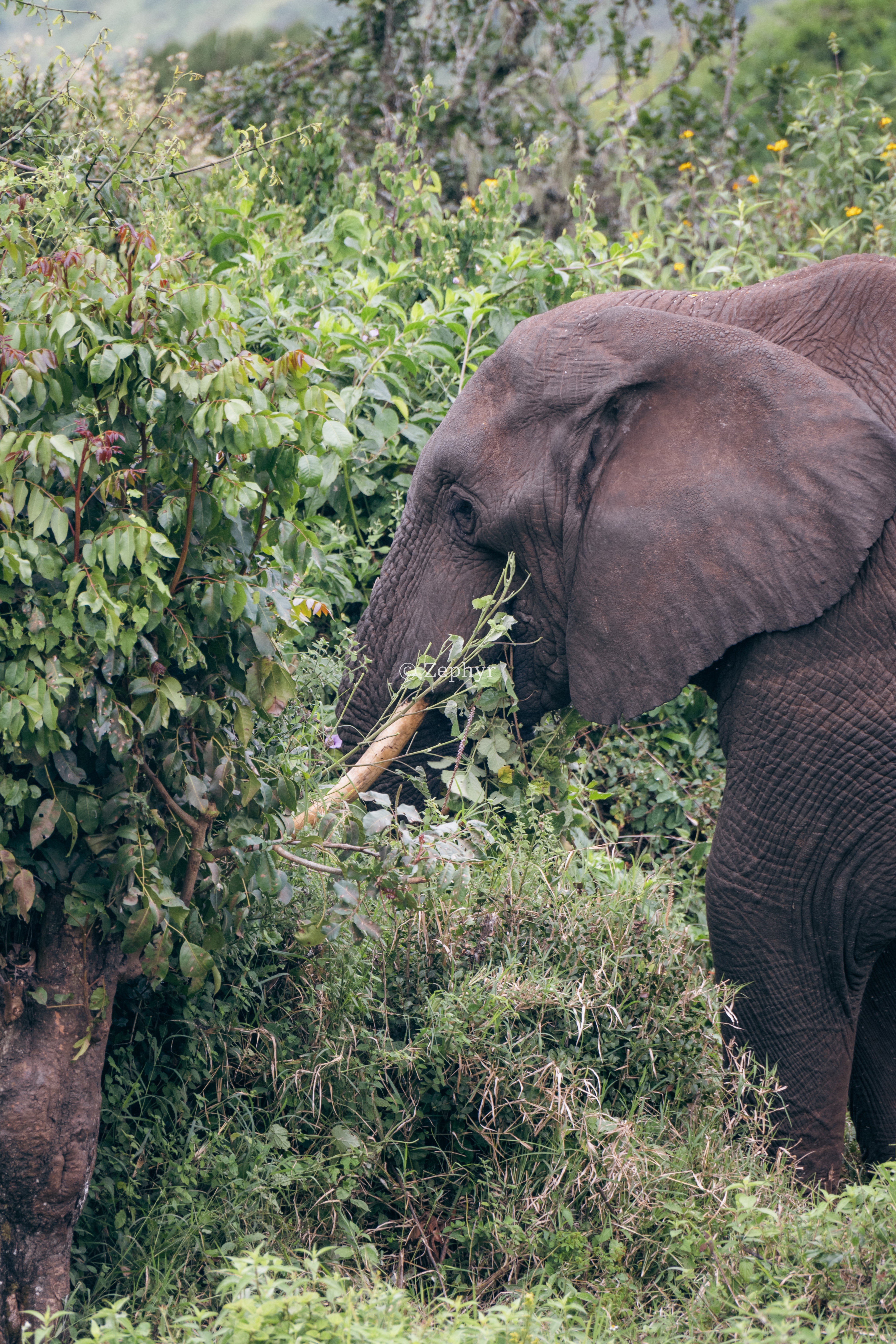 ̹ɣǶ޻ɽ۾Լ۱֮ѡSerena Safari Lodge NGORONGORO