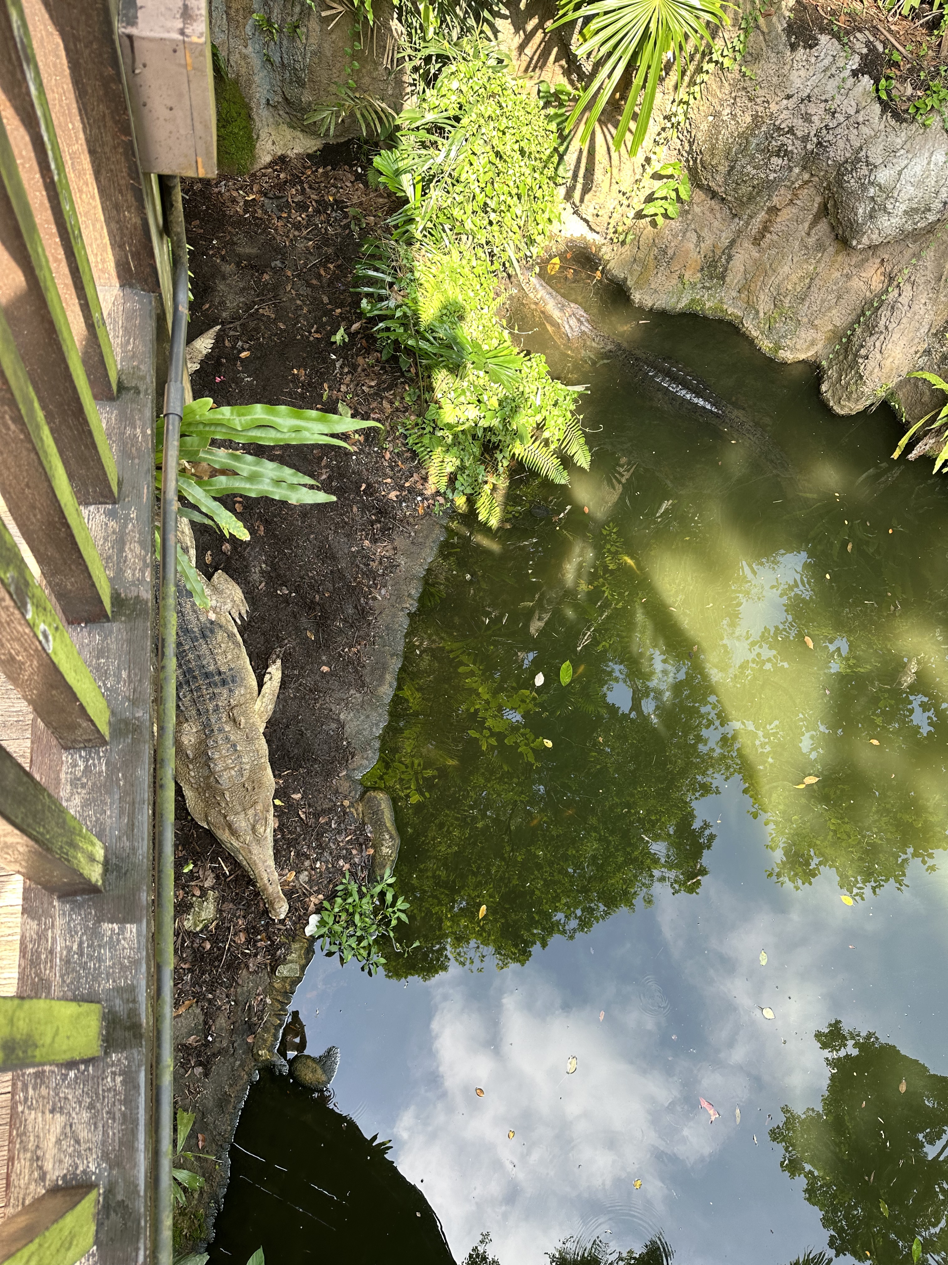 ¼̬ׯ׷-Mandai Rainforest by Banyan Tree