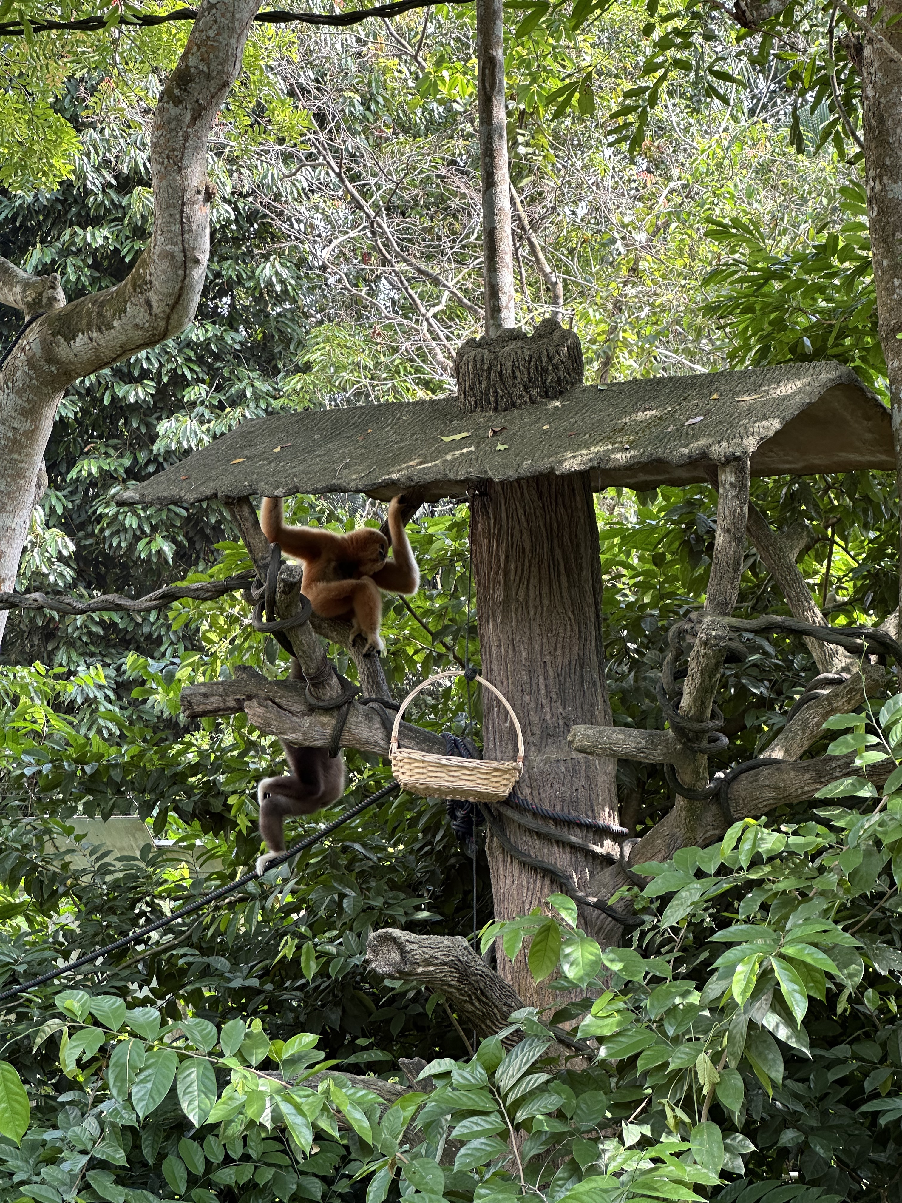 ¼̬ׯ׷-Mandai Rainforest by Banyan Tree