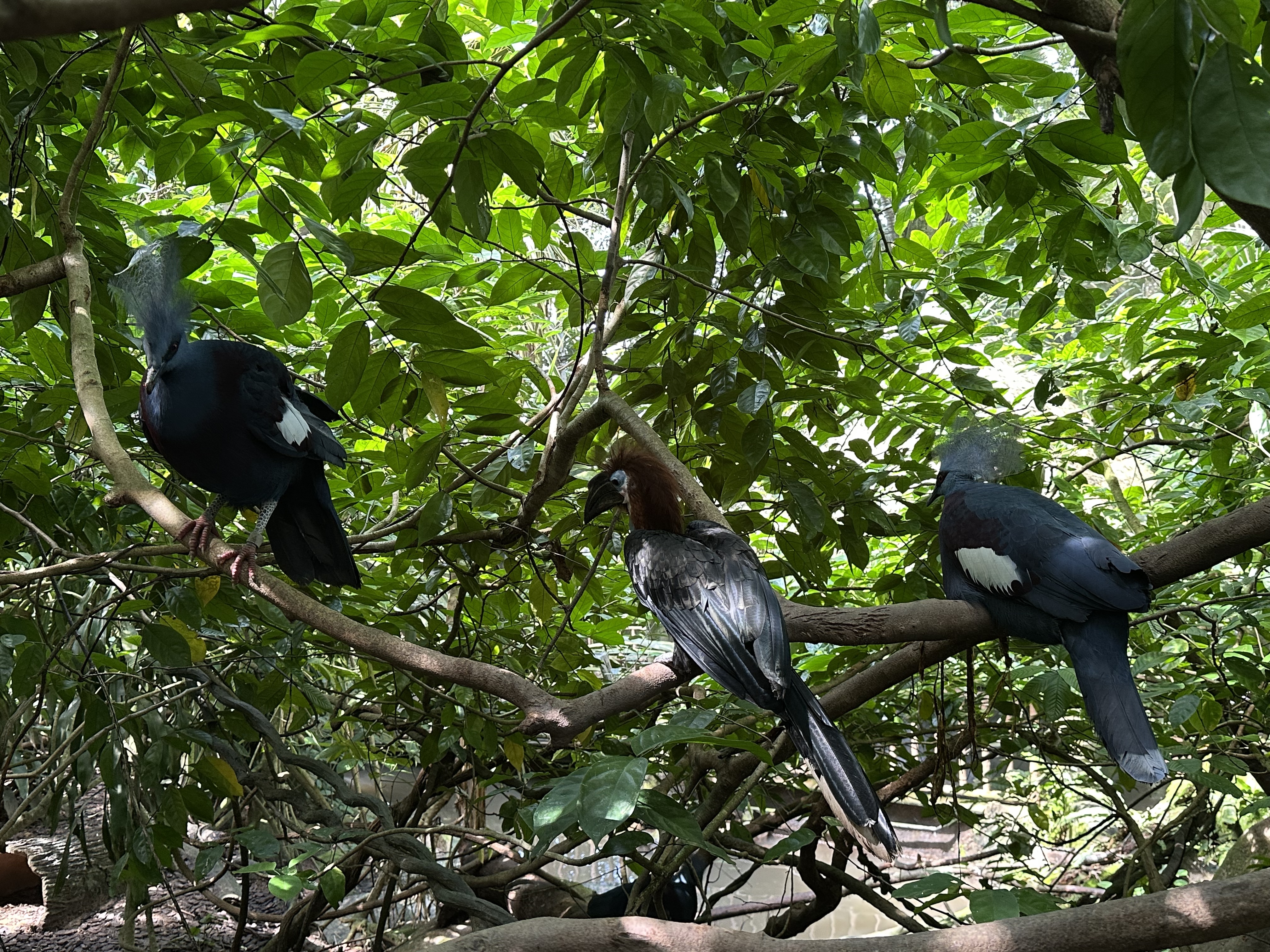 ¼̬ׯ׷-Mandai Rainforest by Banyan Tree