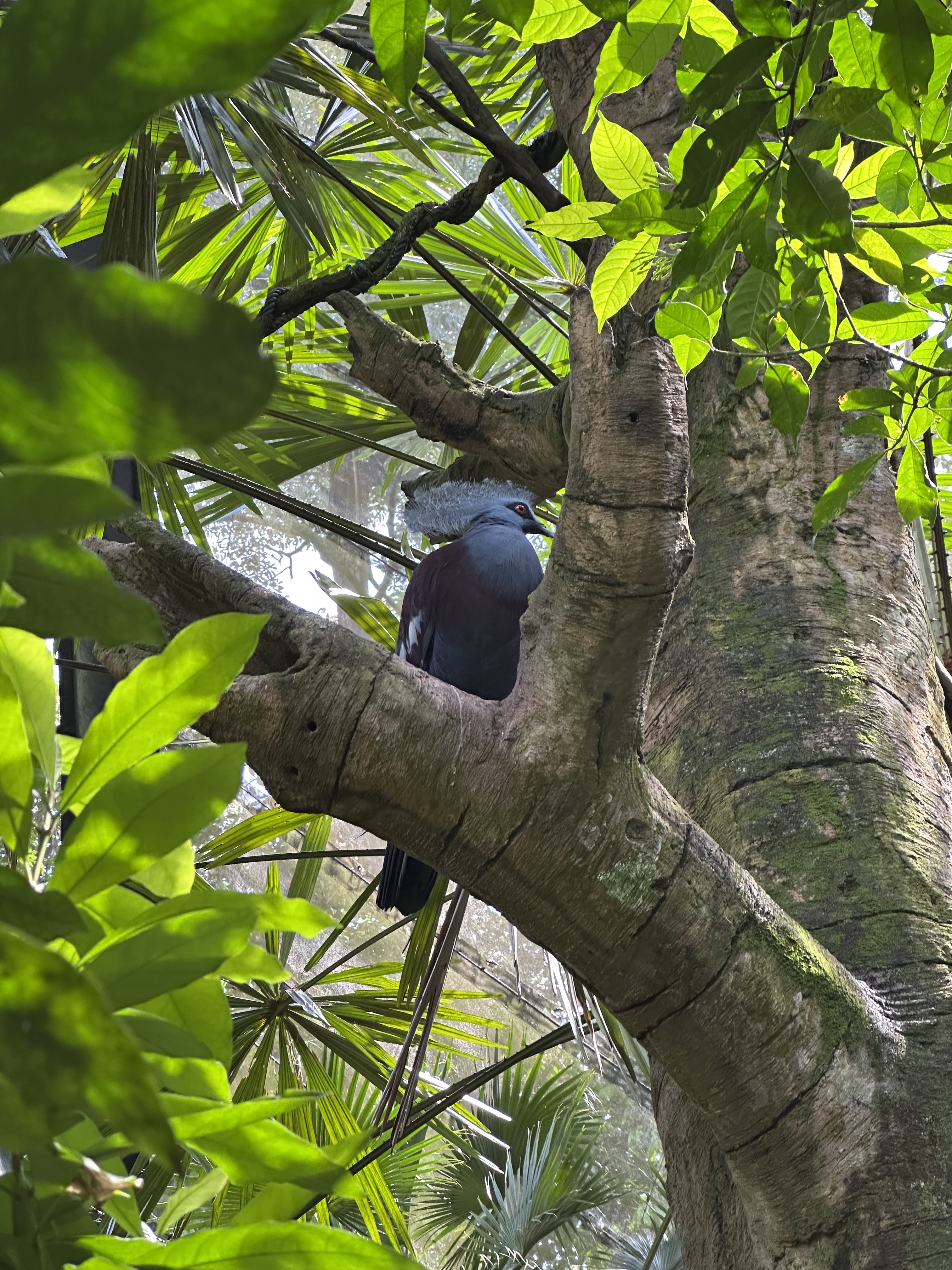 ¼̬ׯ׷-Mandai Rainforest by Banyan Tree