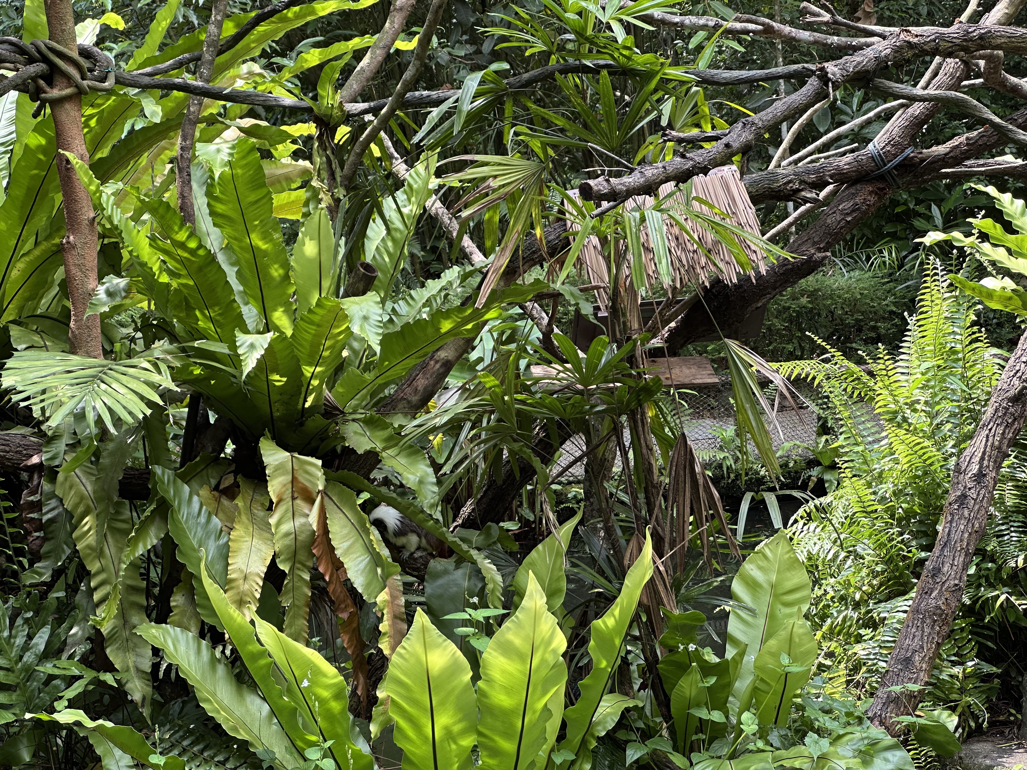 ¼̬ׯ׷-Mandai Rainforest by Banyan Tree