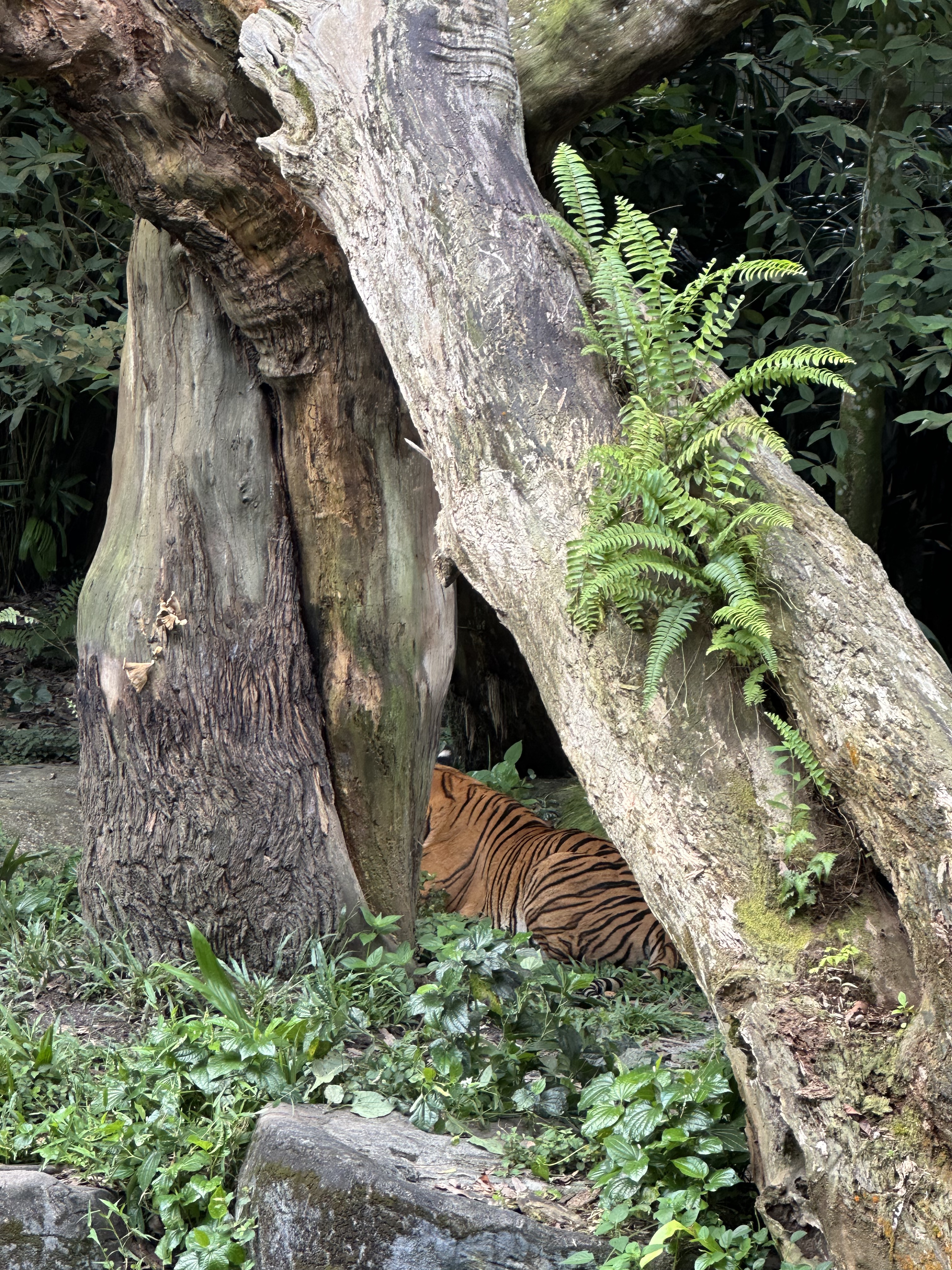 ¼̬ׯ׷-Mandai Rainforest by Banyan Tree