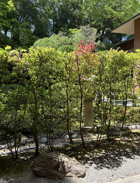 日本·京都｜再一次漫步在那美丽的街头｜Hyatt Regency Kyoto
