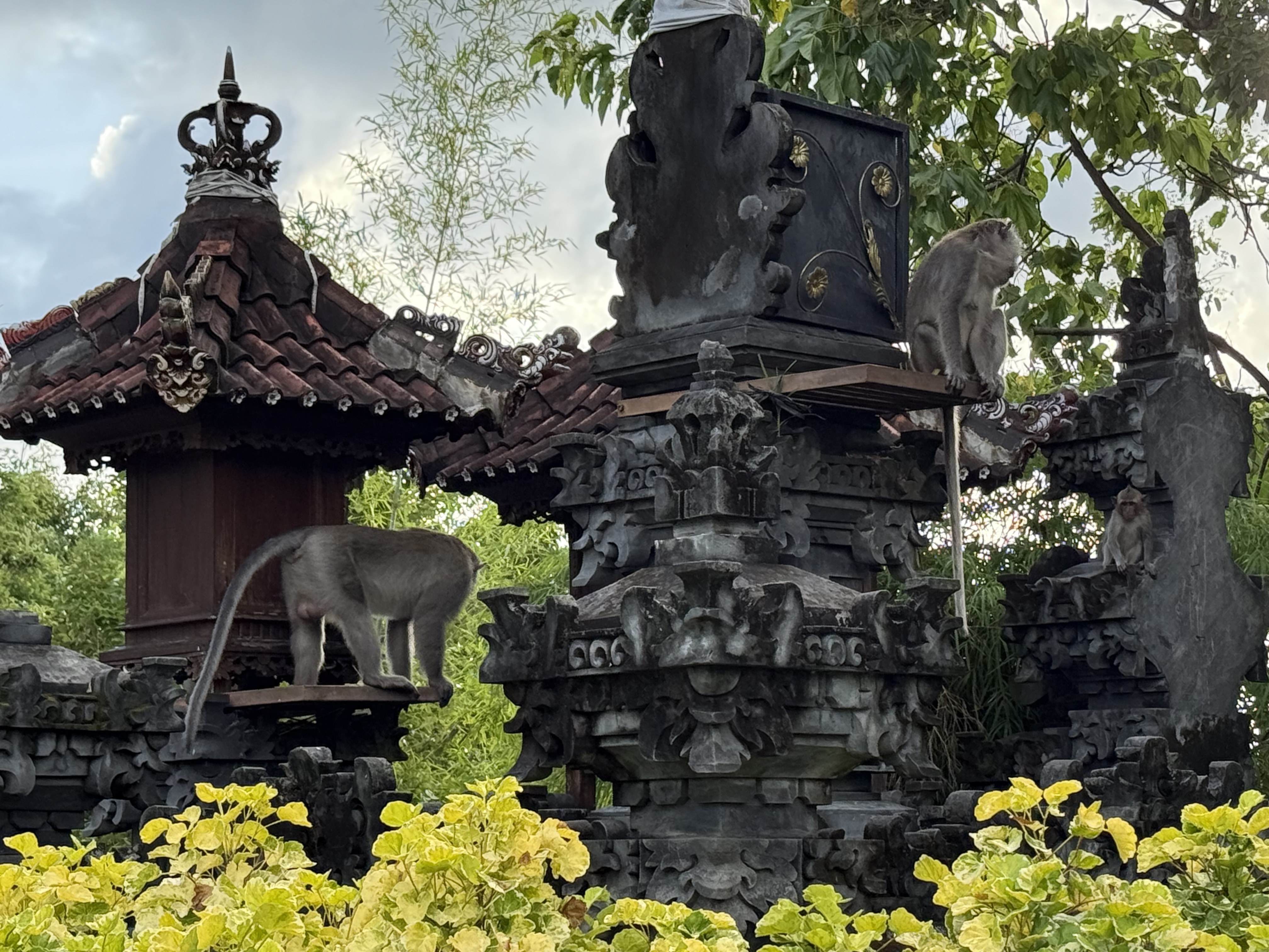 ֮-嵺Umana Bali LXR