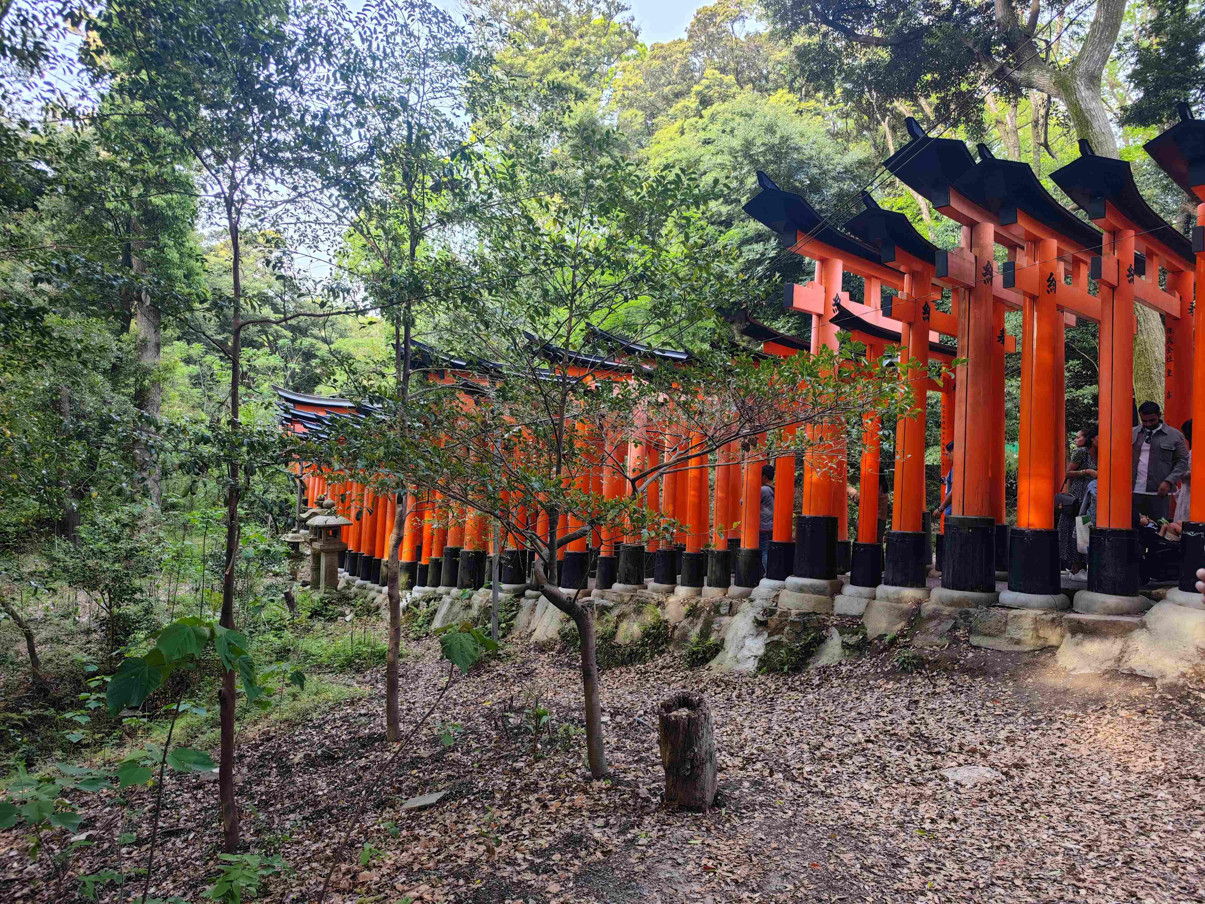#³#ظϲǾƵͷin Kyoto Oike.
