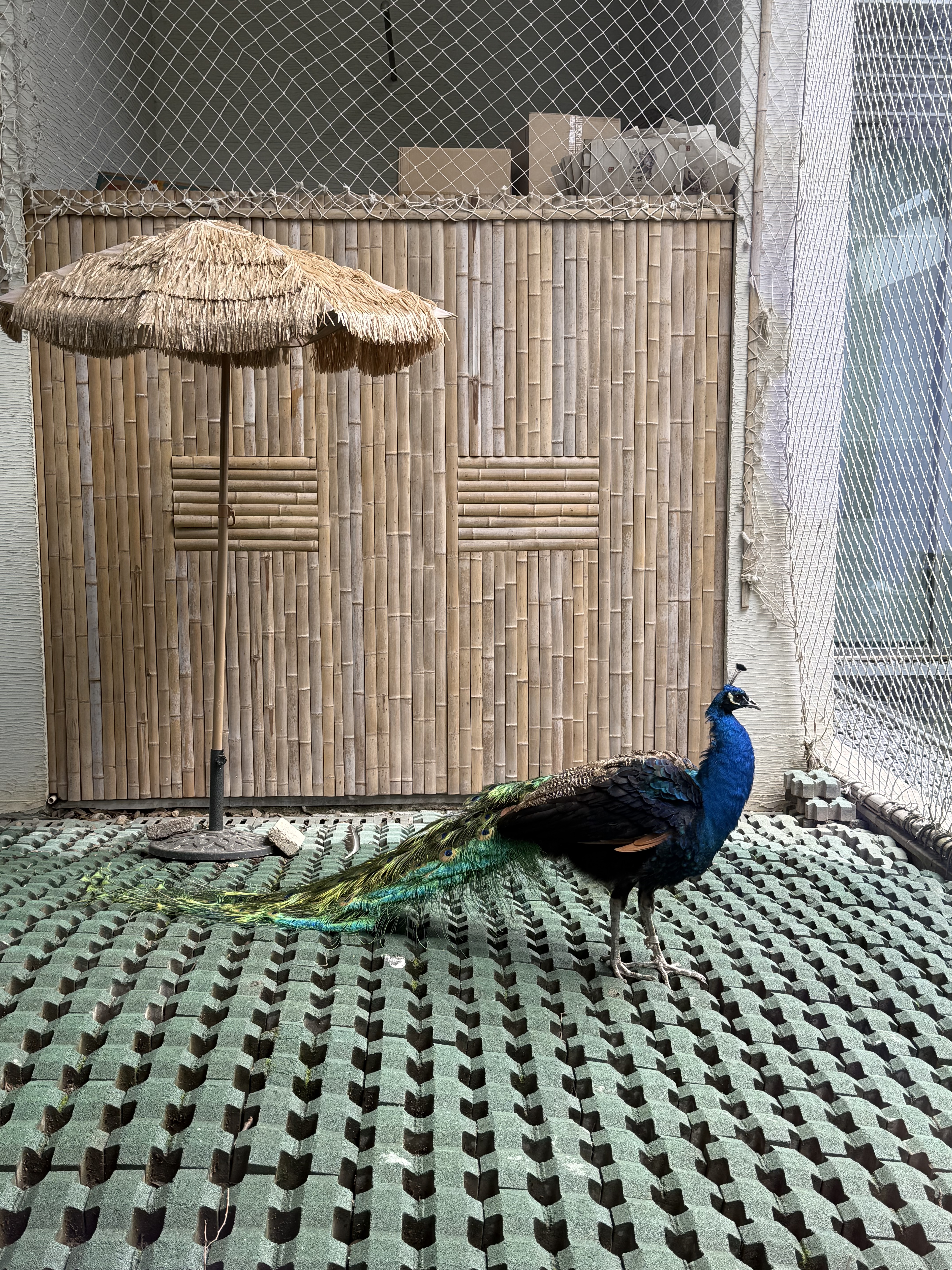 ݸݵƷ֮ѡȼپƵ