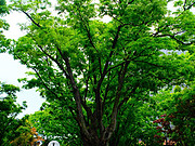 Still in the Spring|<em>׶</em>֮@<em>׶</em>