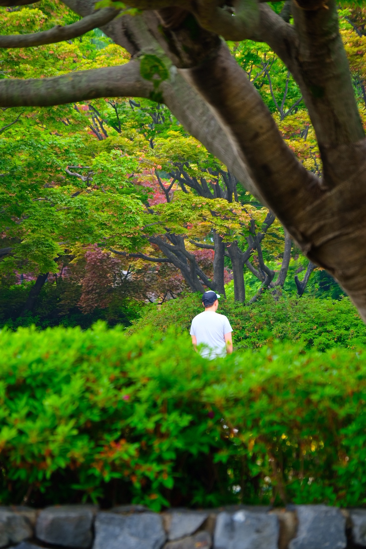 Still in the Spring | ׶֮ @ ׶