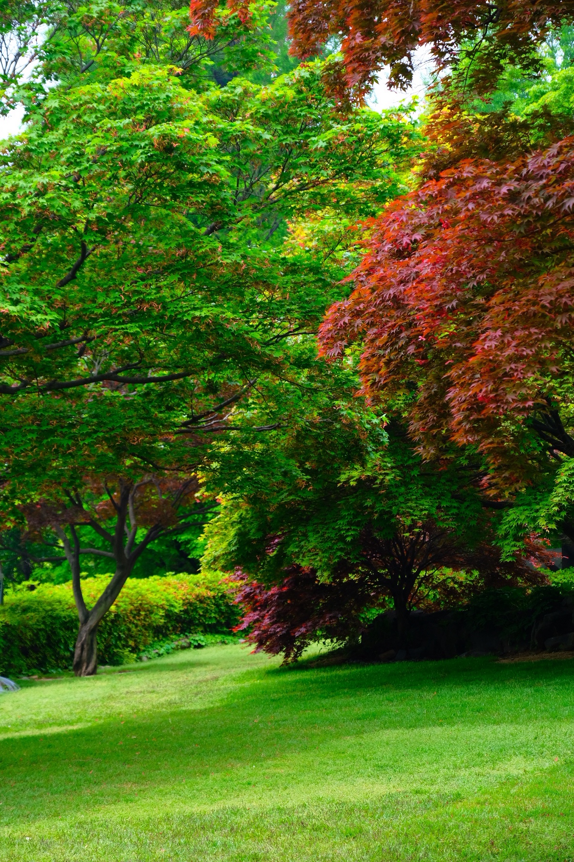 Still in the Spring | ׶֮ @ ׶