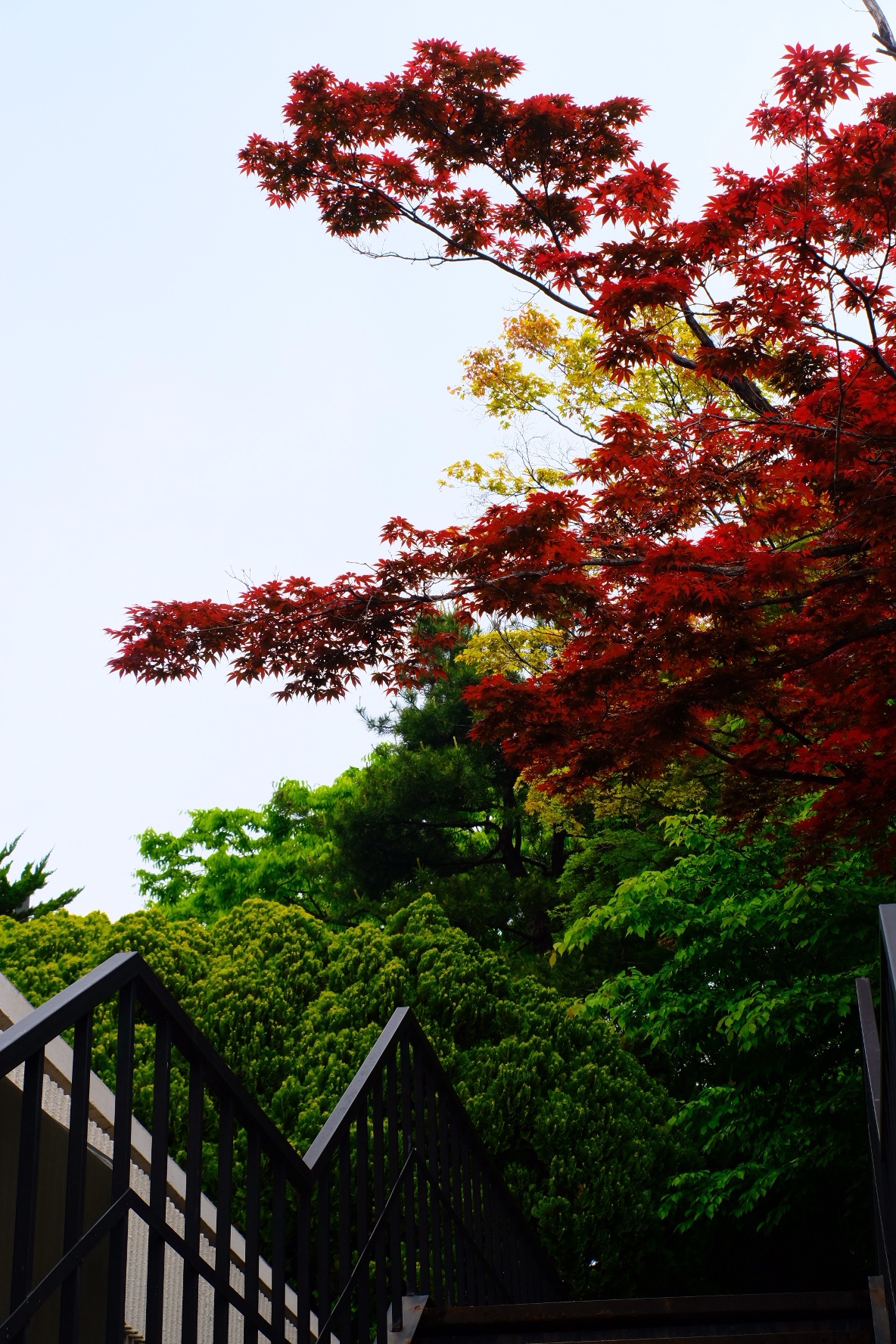 Still in the Spring | ׶֮ @ ׶