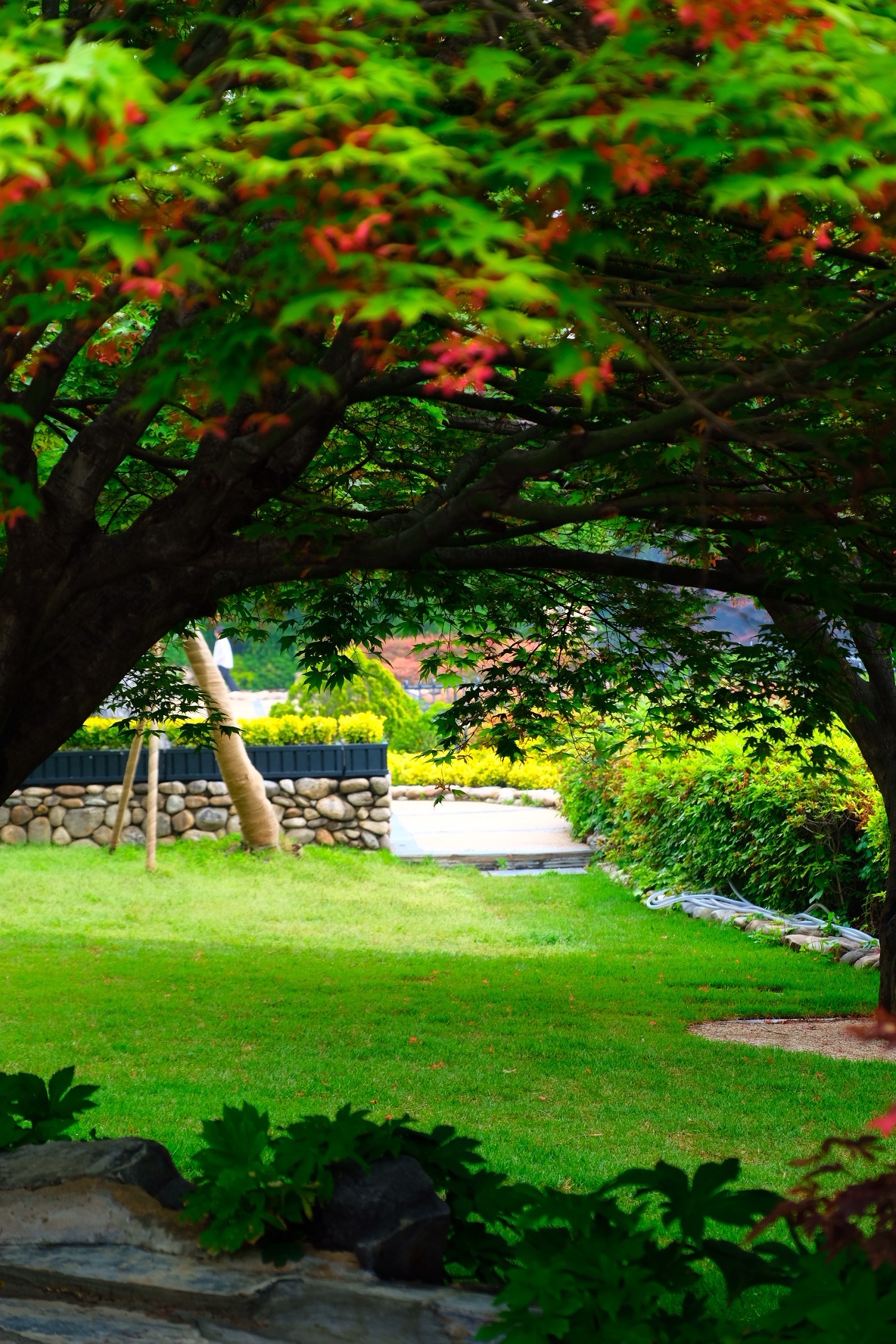 Still in the Spring | ׶֮ @ ׶