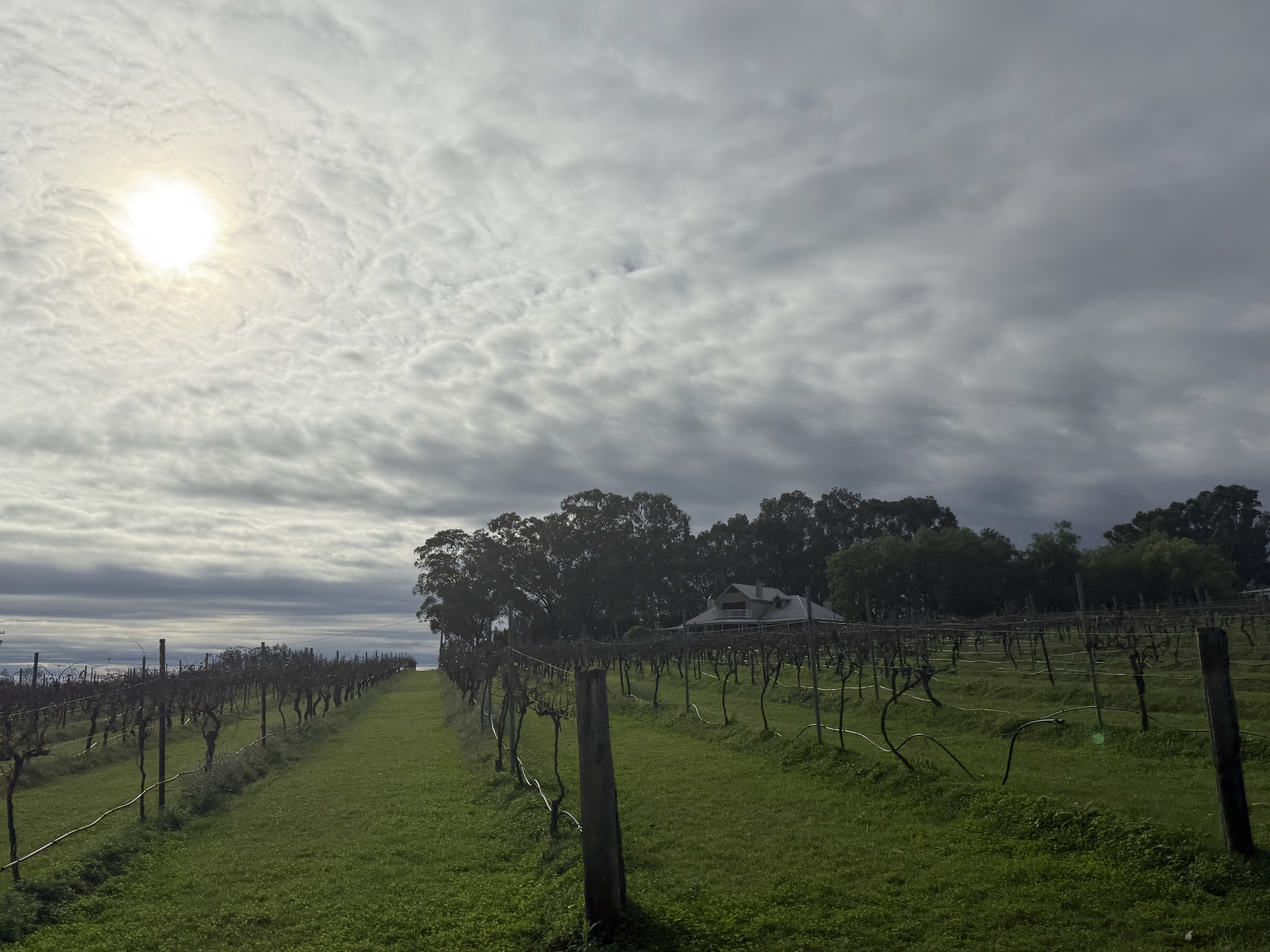 ʷ˹Ѳ嵯 - Spicers Vinyards Eatate - ˹ King Spa Terrence
