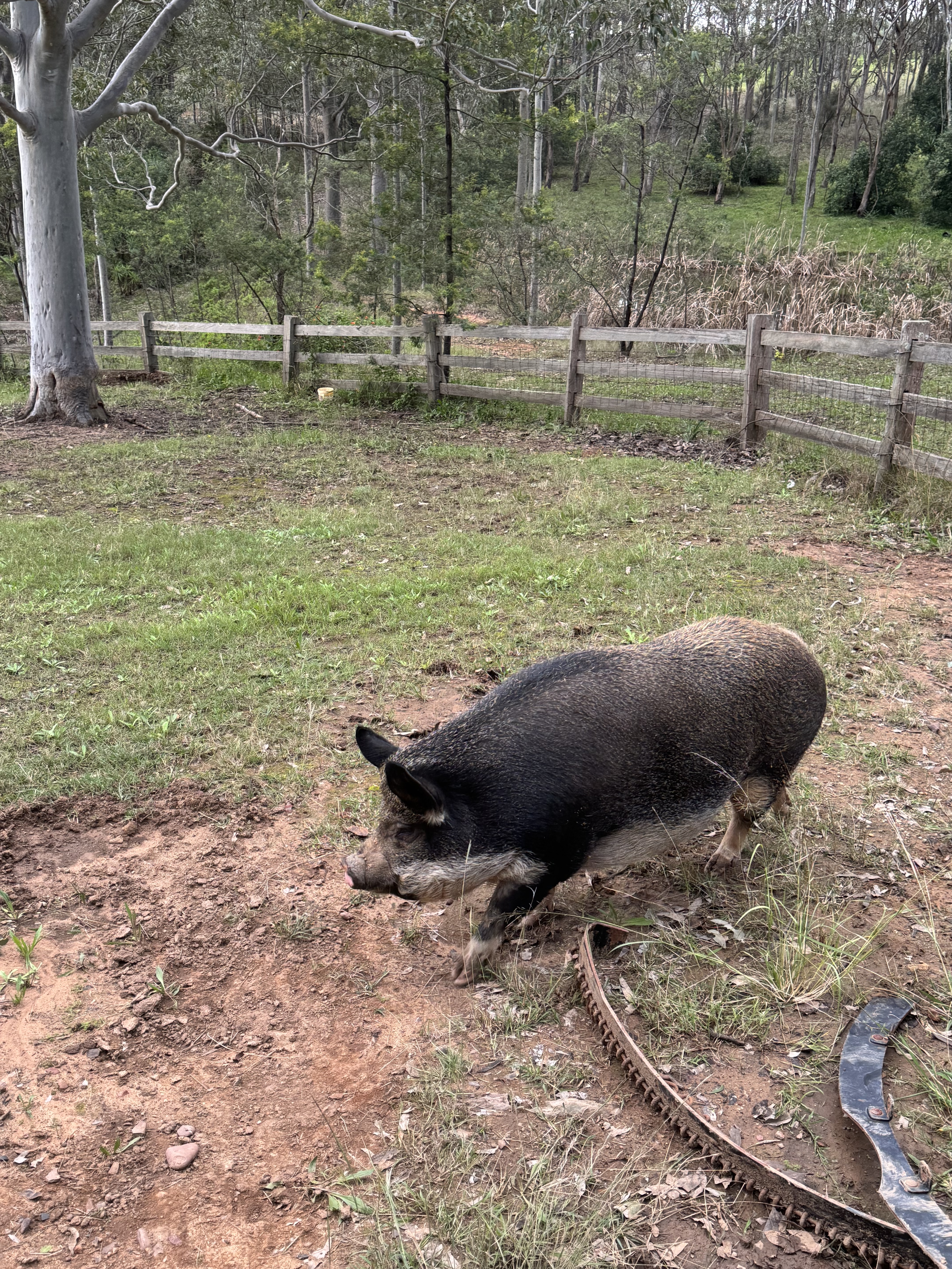 ʷ˹Ѳ嵯 - Spicers Vinyards Eatate - ˹ King Spa Terrence
