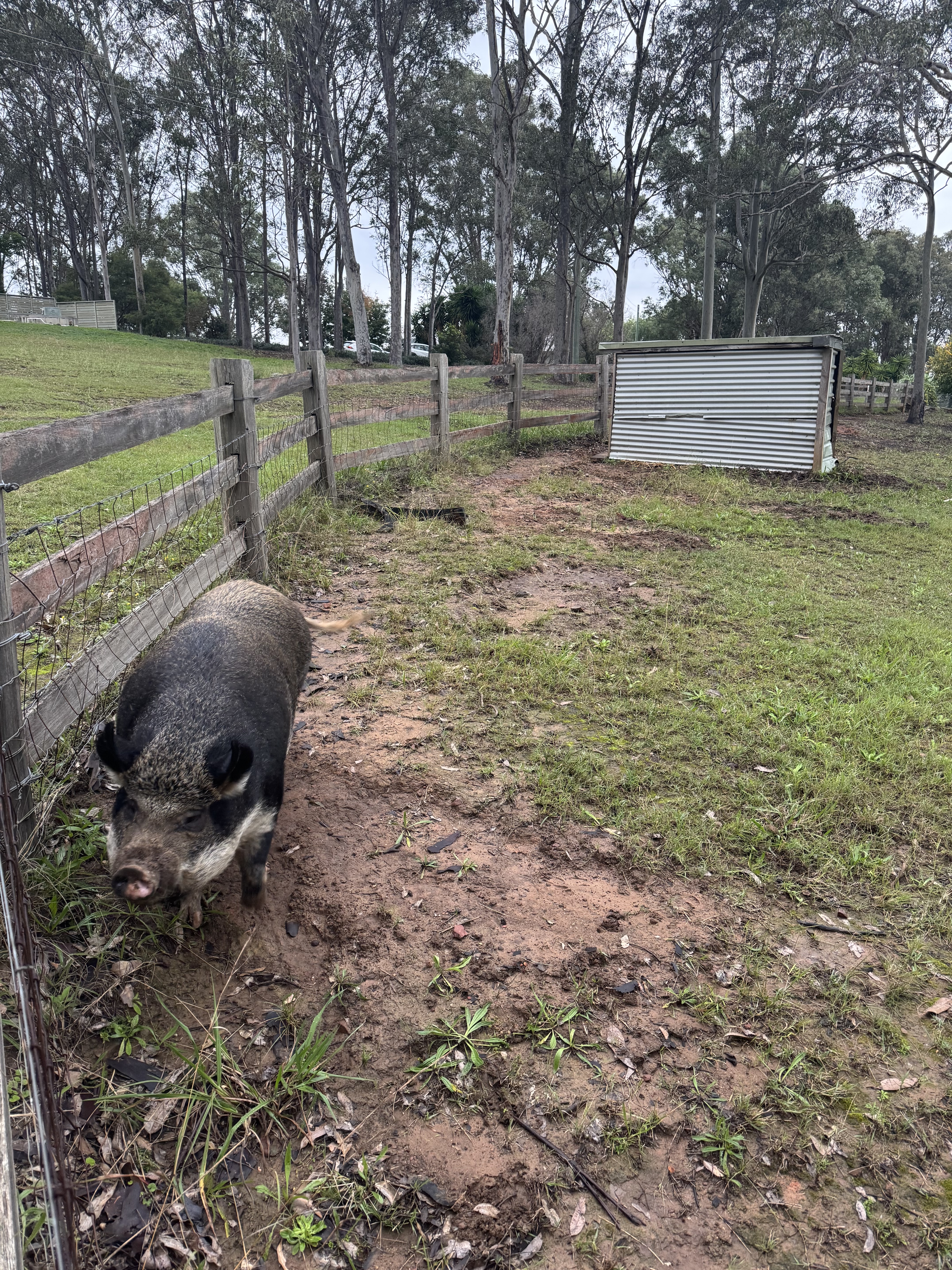 ʷ˹Ѳ嵯 - Spicers Vinyards Eatate - ˹ King Spa Terrence