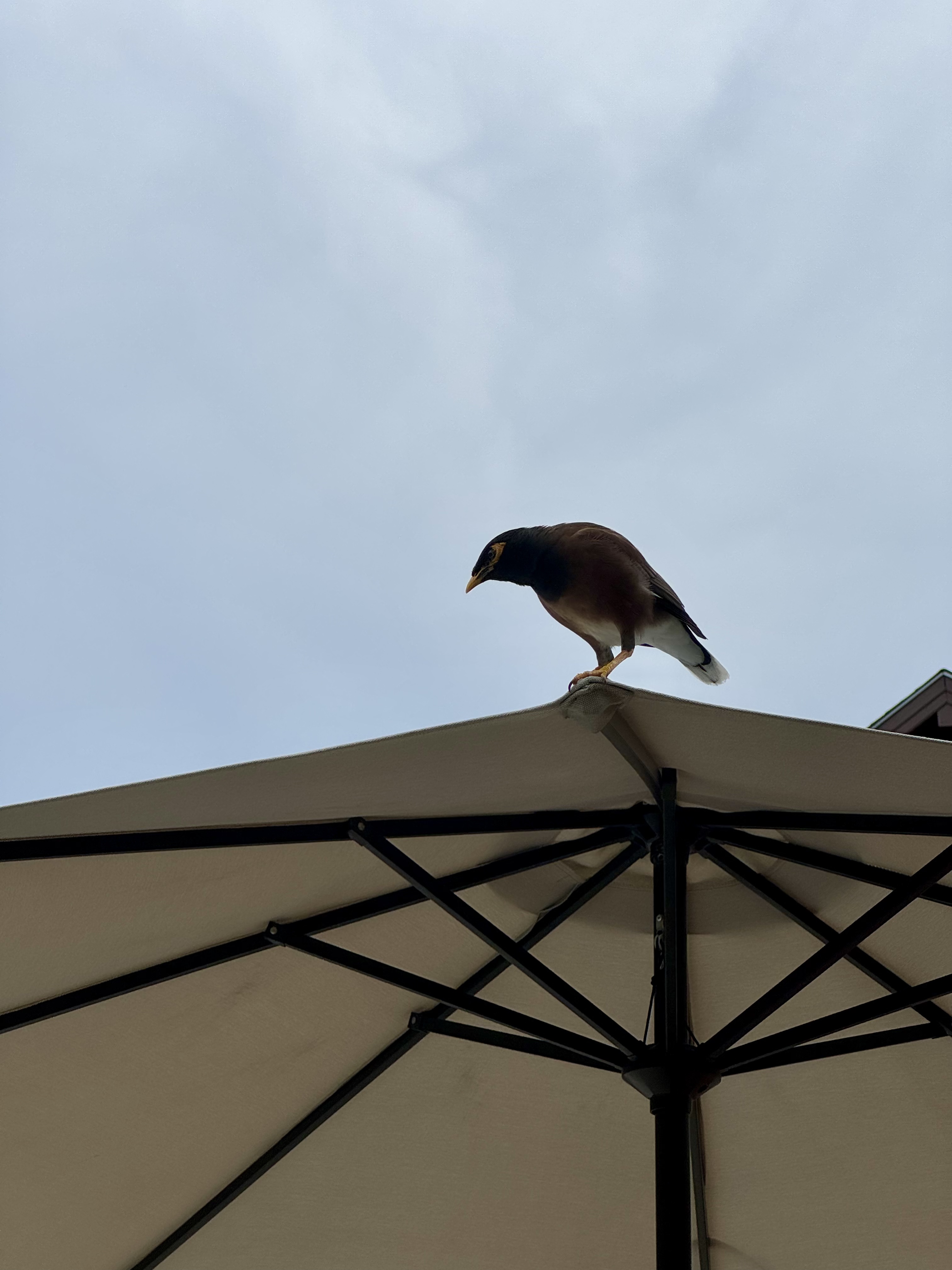 Courtyard Patong ռŶ̲  꼾