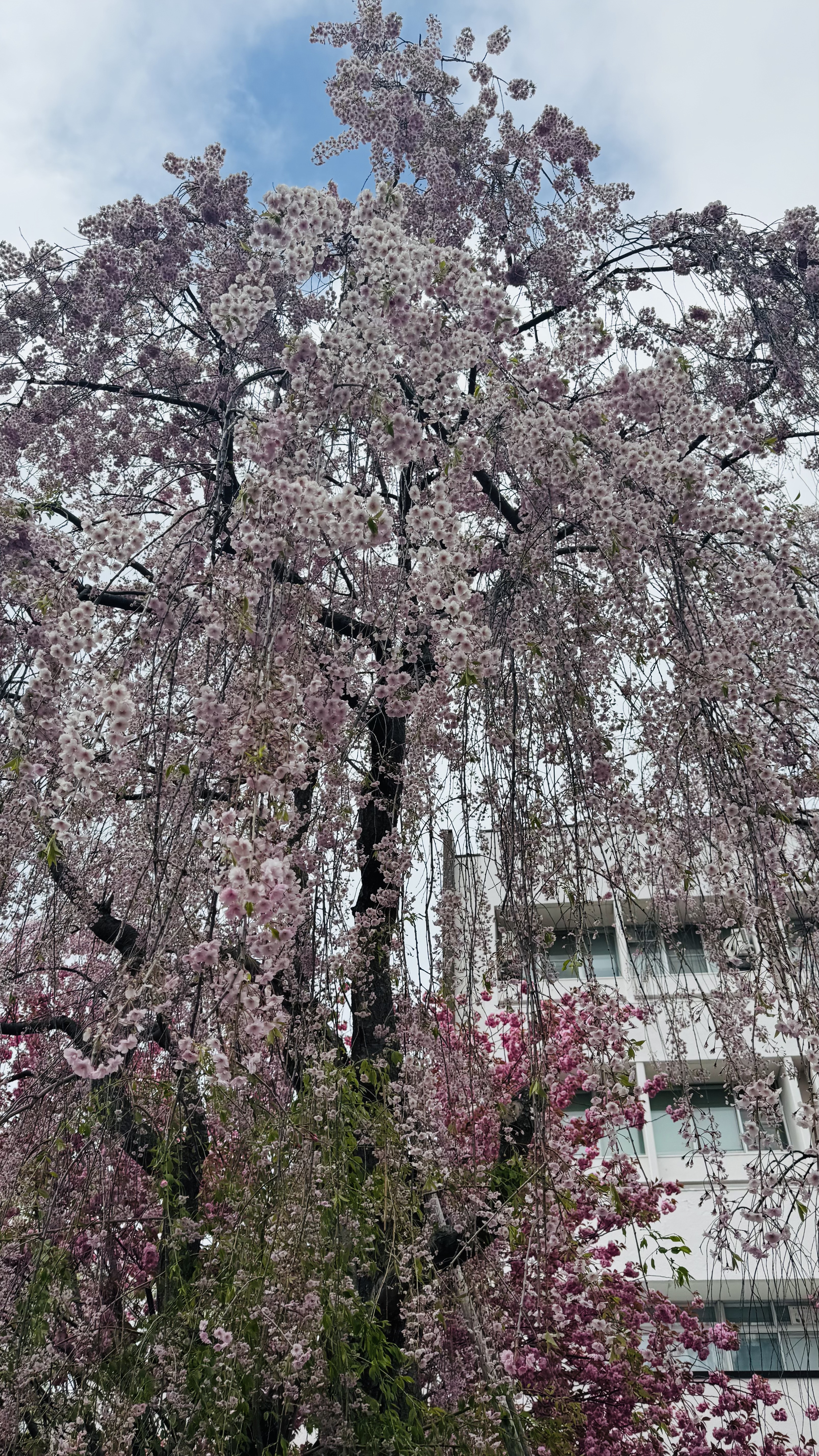  ¼