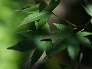 ̦Ӱ ˮ|<em></em> Park Hyatt Kyoto|Park Suite