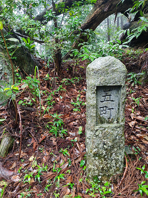 【熊野古道的温泉乡】打卡154：龟乃井那智胜浦温泉酒店海景榻榻米房
