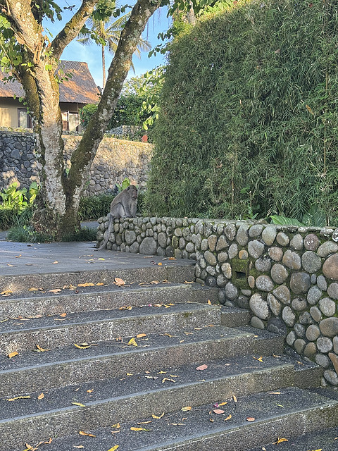 176情迷阿丽拉II阿丽拉乌布/Alila ubud