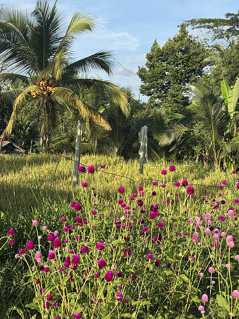 176情迷阿丽拉II阿丽拉乌布/Alila ubud
