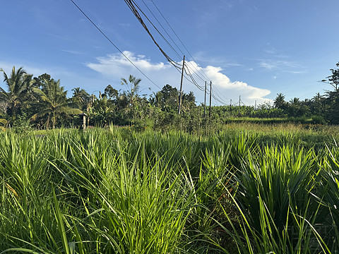 176情迷阿丽拉II阿丽拉乌布/Alila ubud