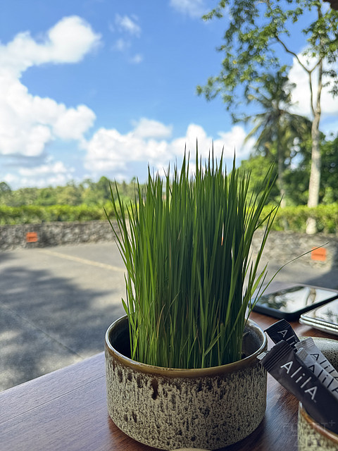 176情迷阿丽拉II阿丽拉乌布/Alila ubud