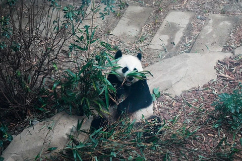 成都！一座到处是大熊猫的城市！