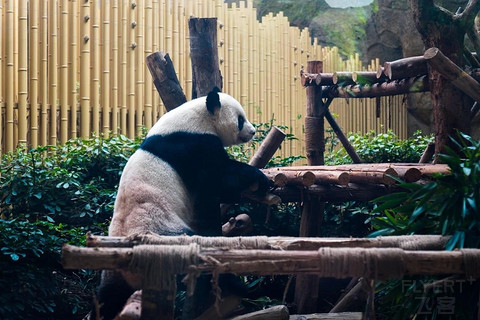 成都！一座到处是大熊猫的城市！