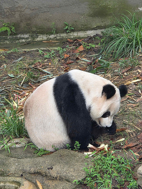 关罩你出行｜成都领地中心希尔顿嘉悦里酒店豪华天际房体验