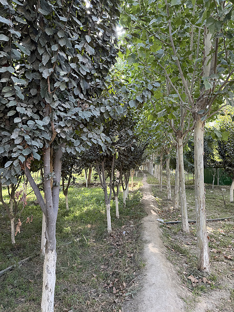 华夏畅游 新疆随心飞 第3️⃣0️⃣飞 库尔勒·梨城机场KRL-QSZ莎车·叶尔羌机场