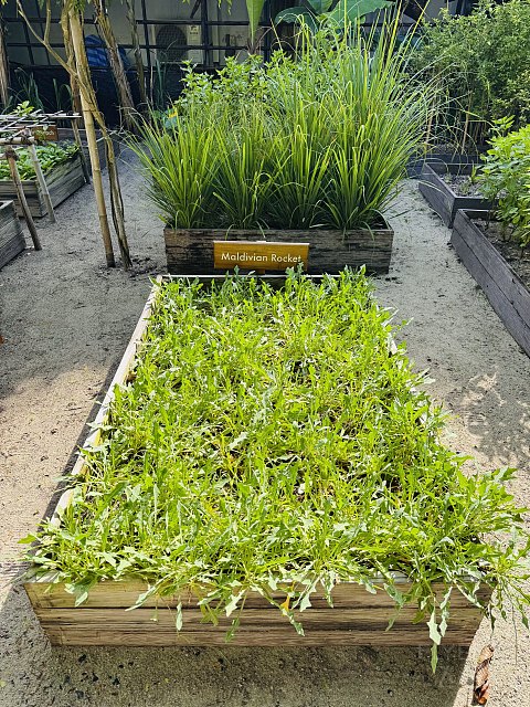 果冻海•耀珍珠|马尔代夫米莱度岛度假酒店(Milaidhoo Maldives)泳池水屋及沙屋全体验