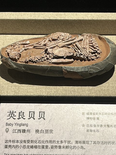 两大一小｜国庆｜上海明天广场JW万豪（升套）