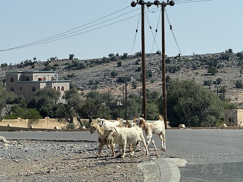 今年的C7灵魂归宿——阿曼ALILA.JABAL AKHDAR