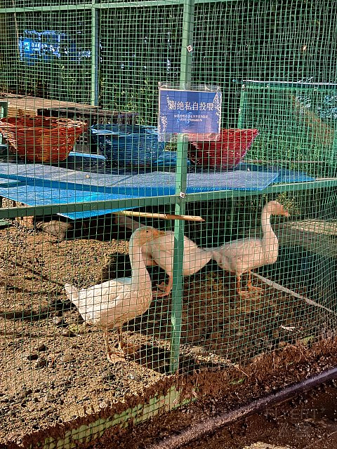希尔顿入住体验｜济南鲁能希尔顿酒店及公寓