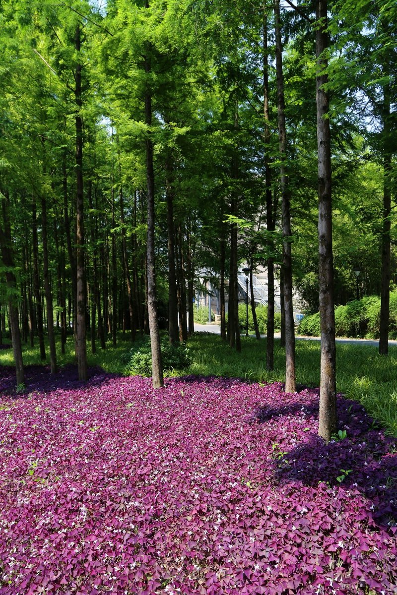 桐庐--Conrad Hangzhou Tonglu Resort Outdoor Garden (6).JPG