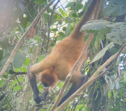 中北美洲飞行之哥斯达黎加篇