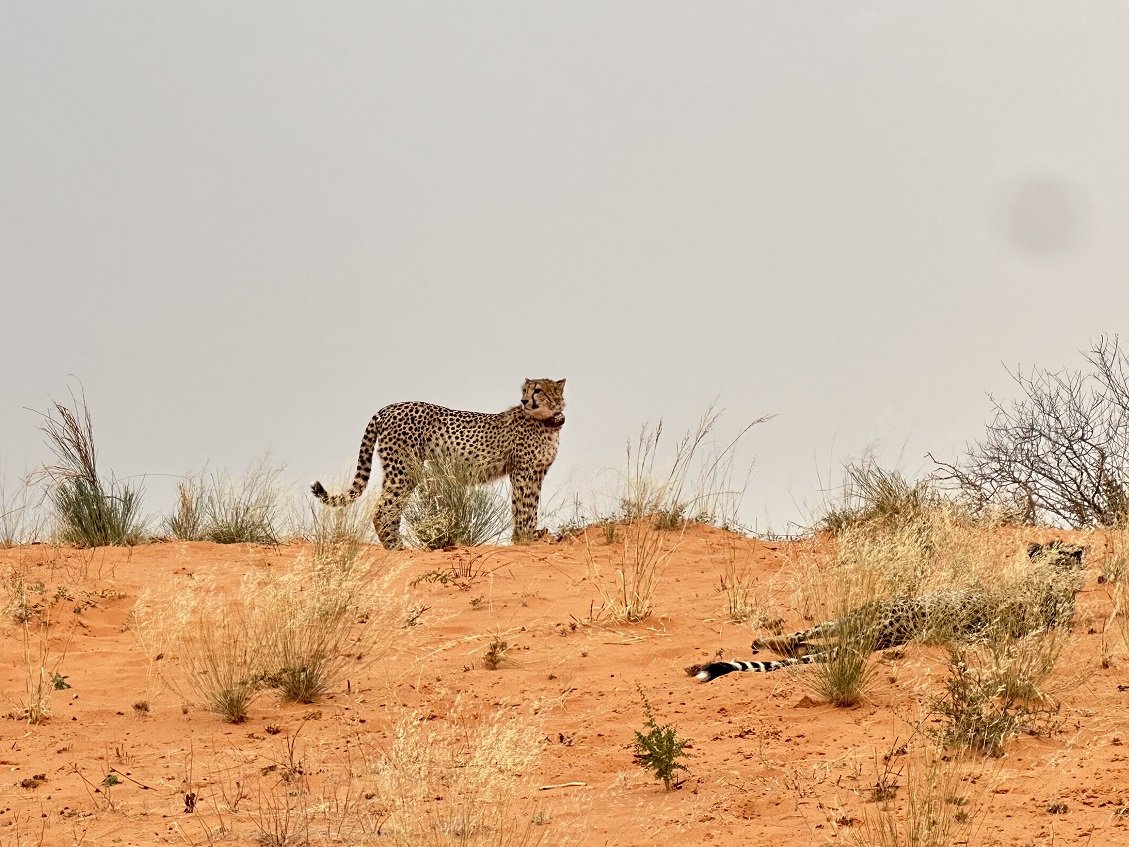 ϷҰر - Tswalu Kalahari Reserve