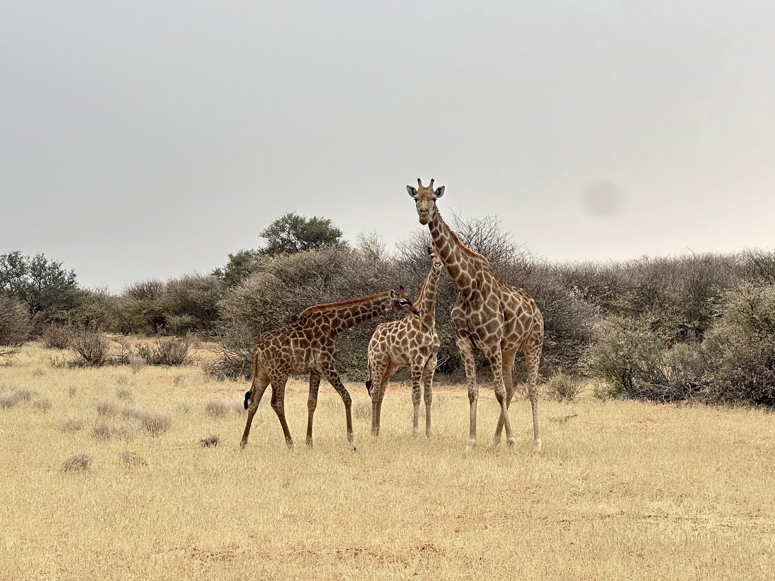 ϷҰر - Tswalu Kalahari Reserve