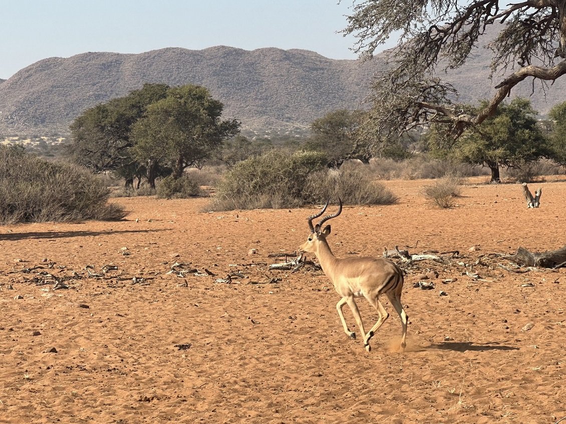 ϷҰر - Tswalu Kalahari Reserve